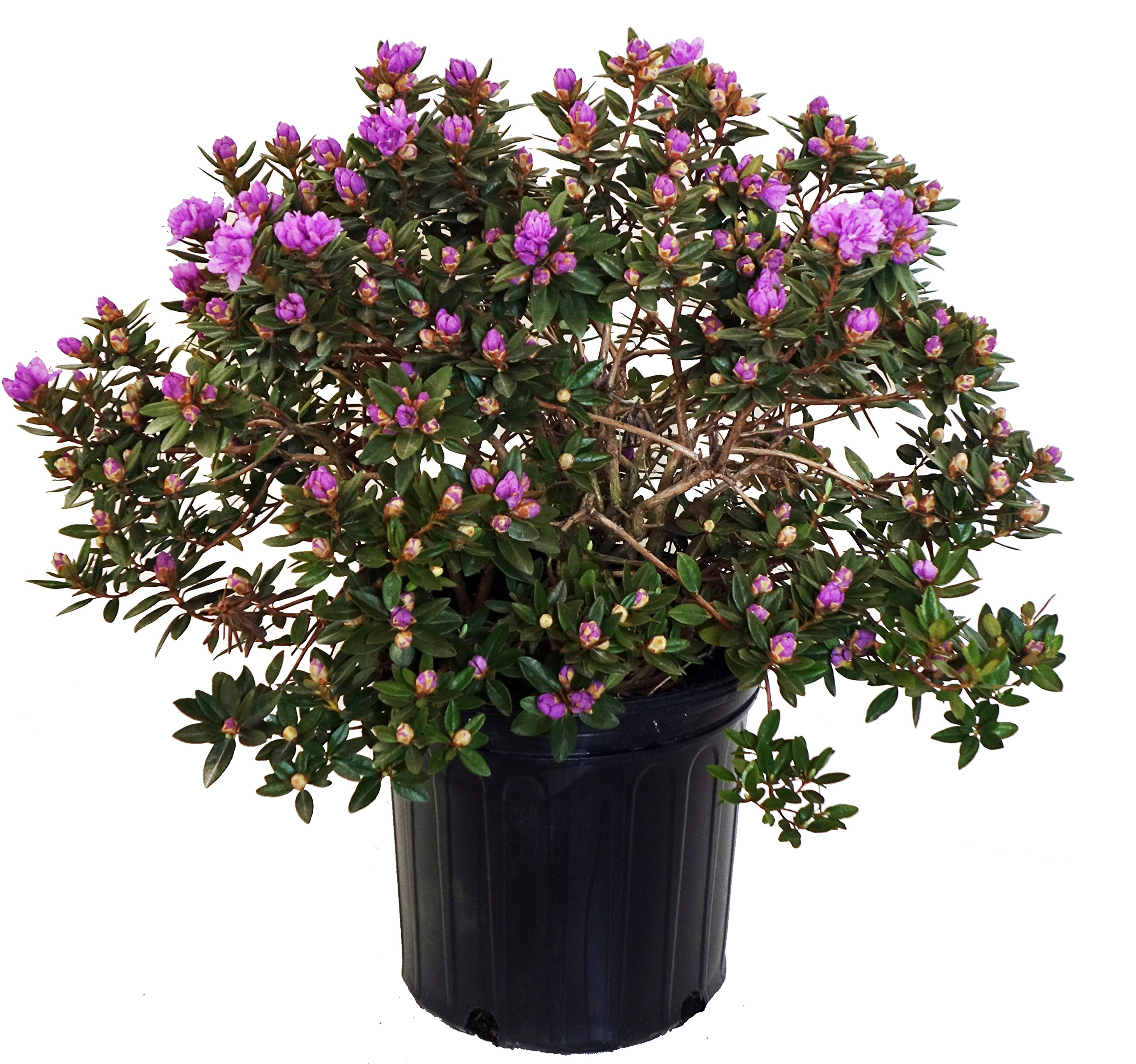 Rhododendron Purple Gem