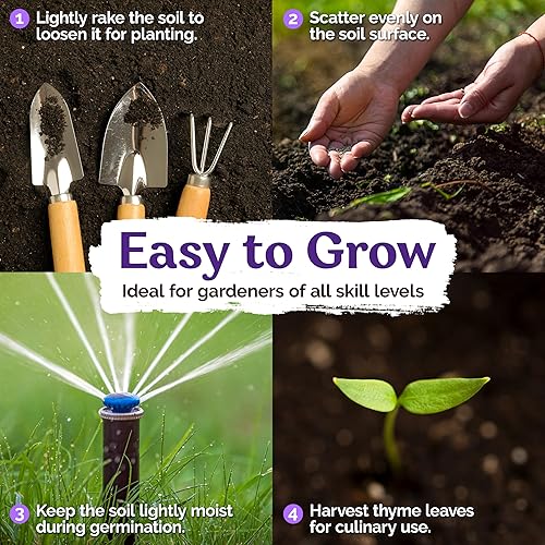 Miniatura 3 de KVITER 20,000 semillas de tomillo rastrero púrpura a granel (Thymus Serpyllum) - Semillas de tomillo orgánico silvestre, tolerantes a la sequía