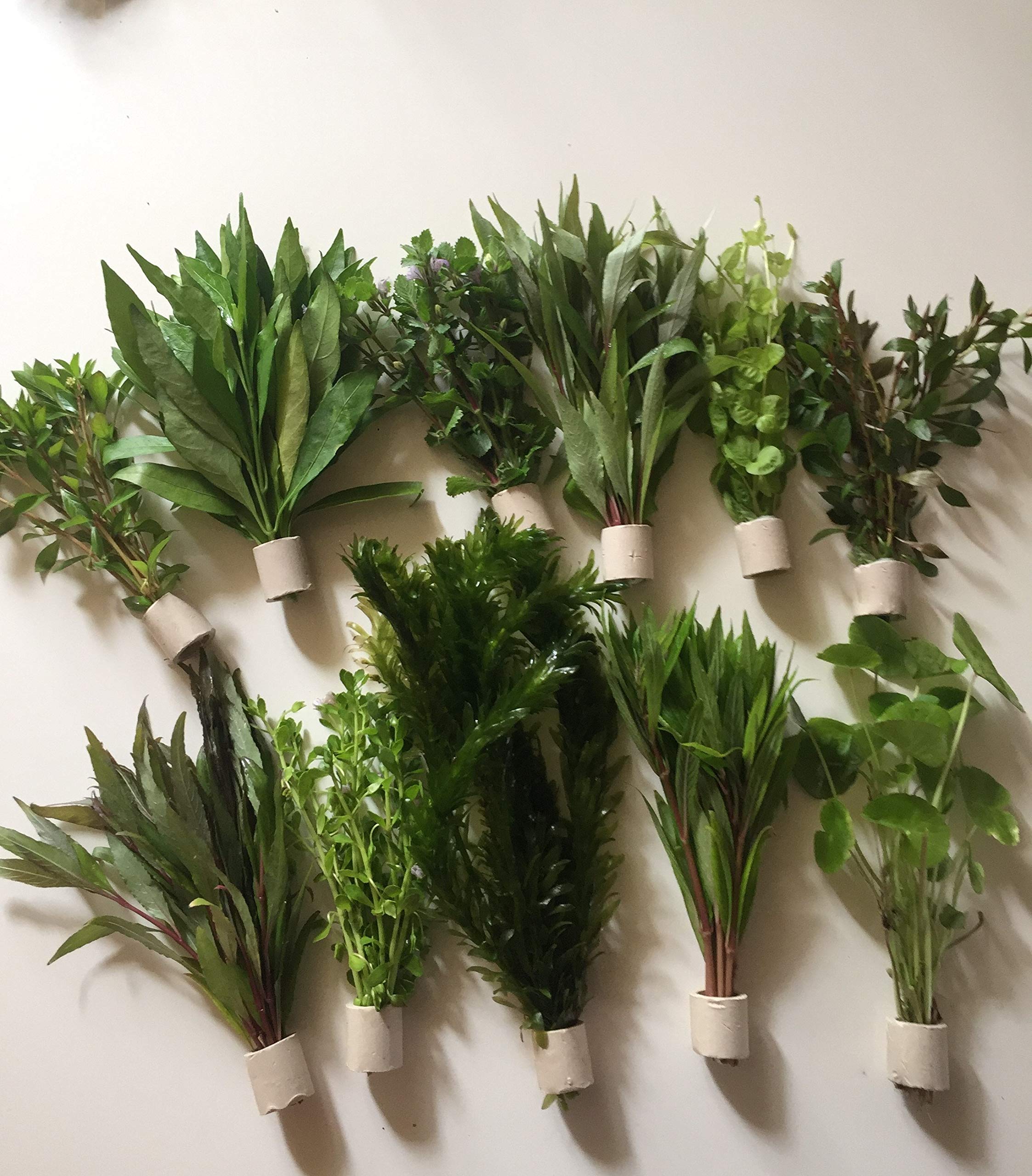 5 trastes 30 tallos de plantas de acuario, plantas acuáticas