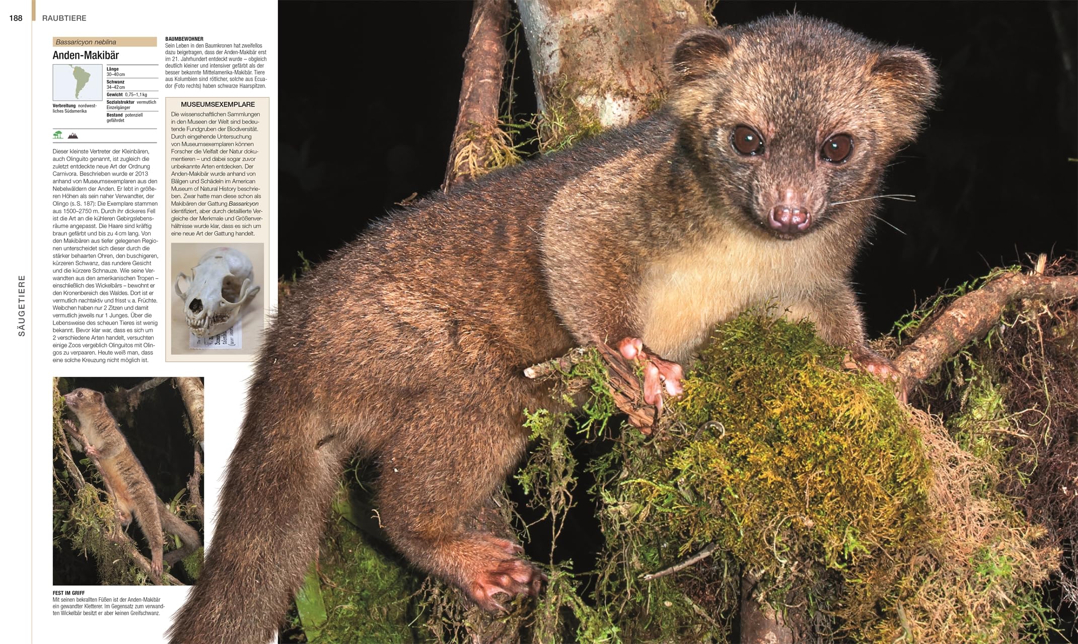 DK Bibliothek. Tiere: Die große Bild-Enzyklopädie mit über 2000 Arten