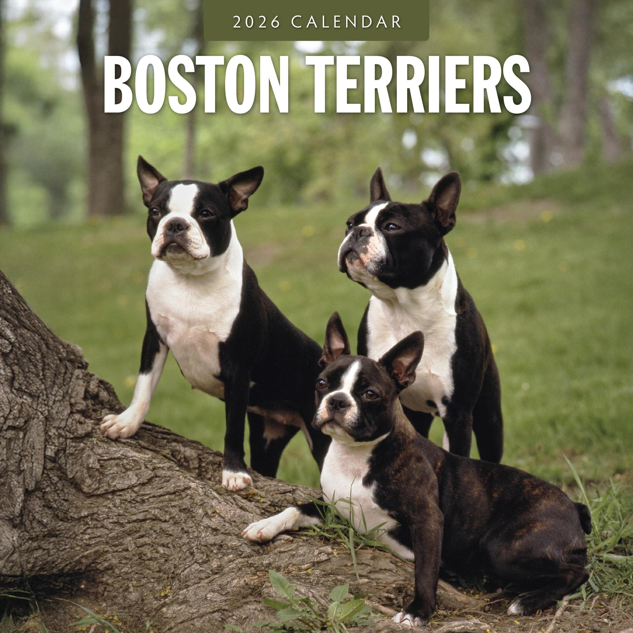 Boston Terriers - 2026 Square Wall Calendar - by Red Robin Publishing