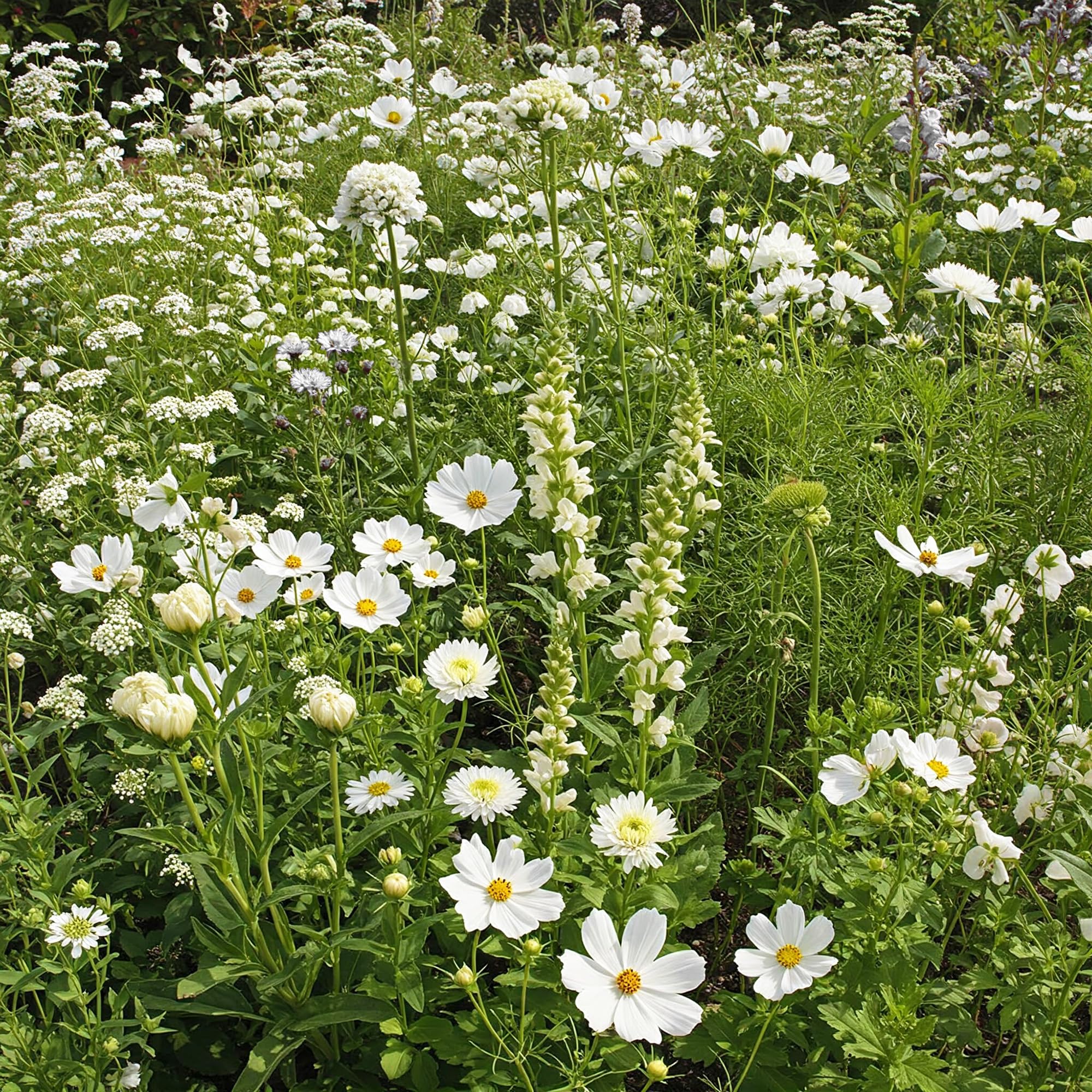 Ferry Morse White Wild Flower Mix