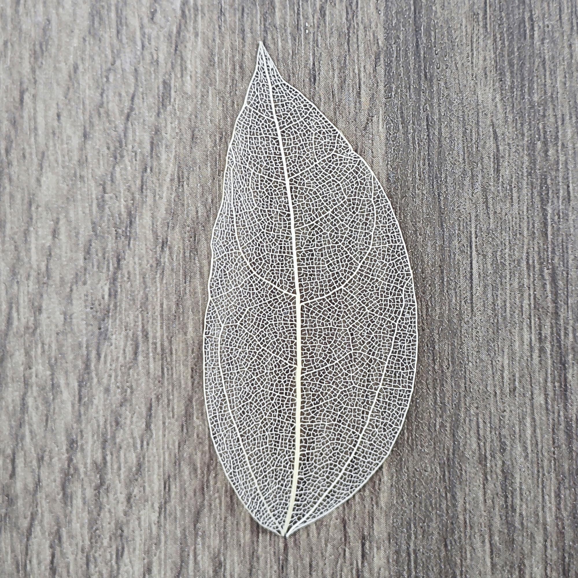 50 Piezas Naturales Esqueleto Hojas Secas MúLtiple Hojas Secas Reales Naturales Hojas Secas Mezcladas Utilizado para La FabricacióN De La Tarjeta del Arte del Libro De Recuerdos (Blanco)