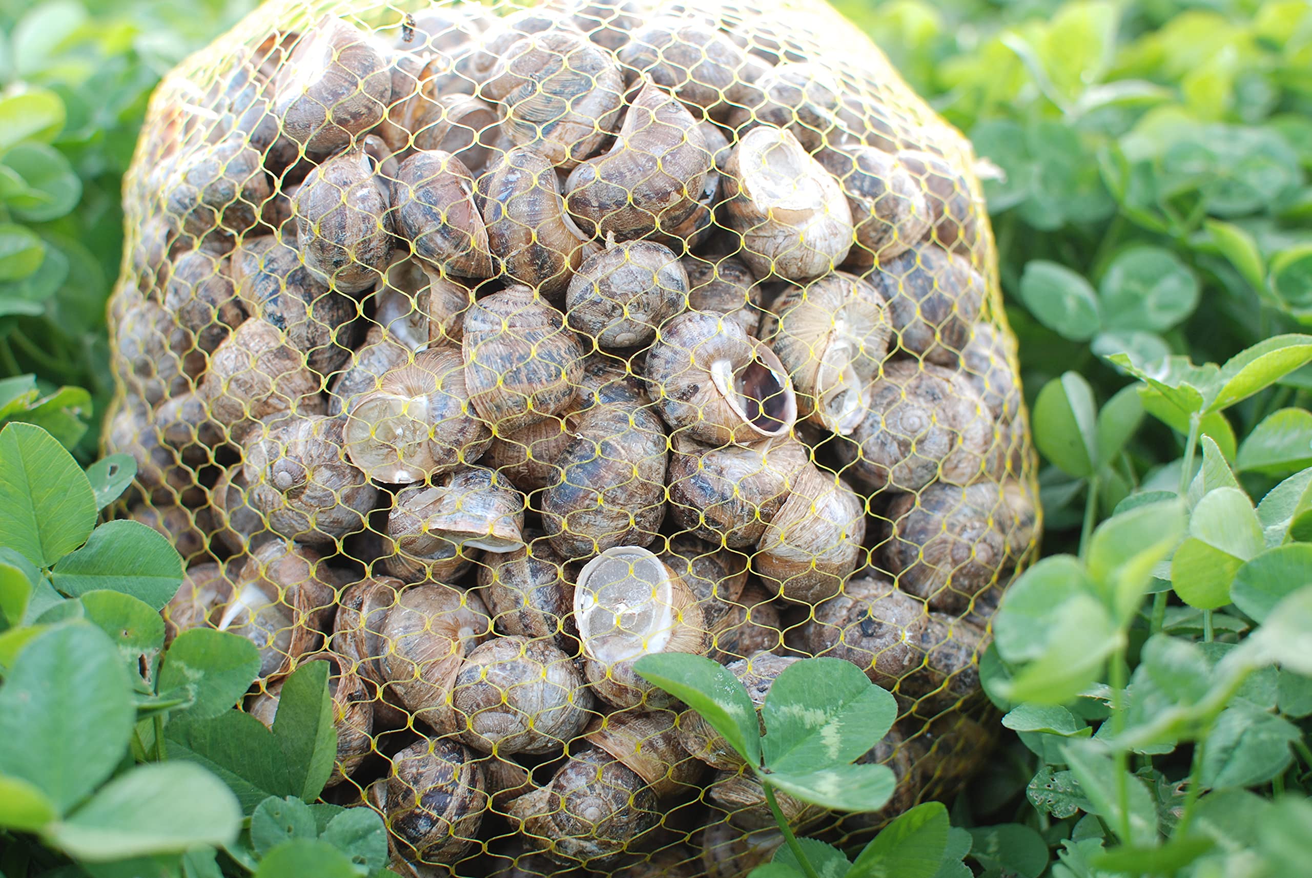 Caracoles frescos Helix Aspersa Muller (Bover) 3Kg