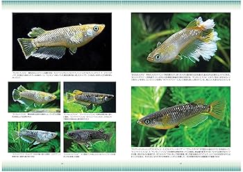 medaka ⚠️プロフ必読 9/2 MEDAKA】Medaka Metal Show 001 POV Pumpkin Head Yozakura