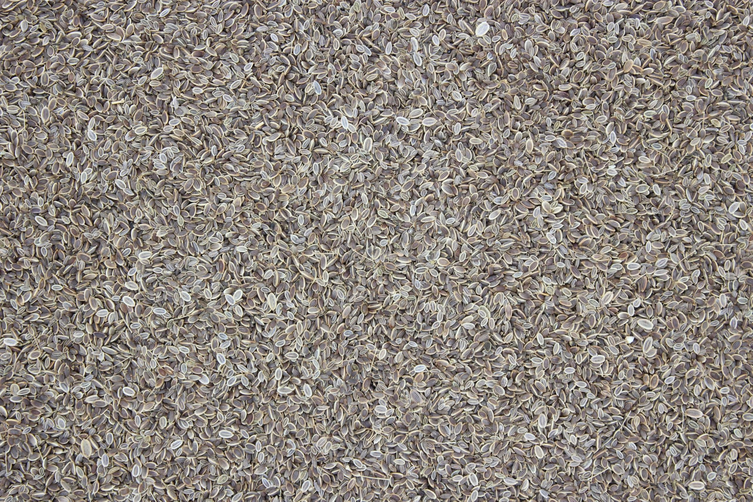 1000Kräuter Dillsaat Dillsamen ganz Saat Samen Küchengewürz Gurkenkümmel Anethum graveolens Dill Seed (2000g)