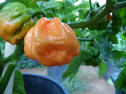 Miniatura 3 de Pimienta de cabra bahameña 10+ semillas