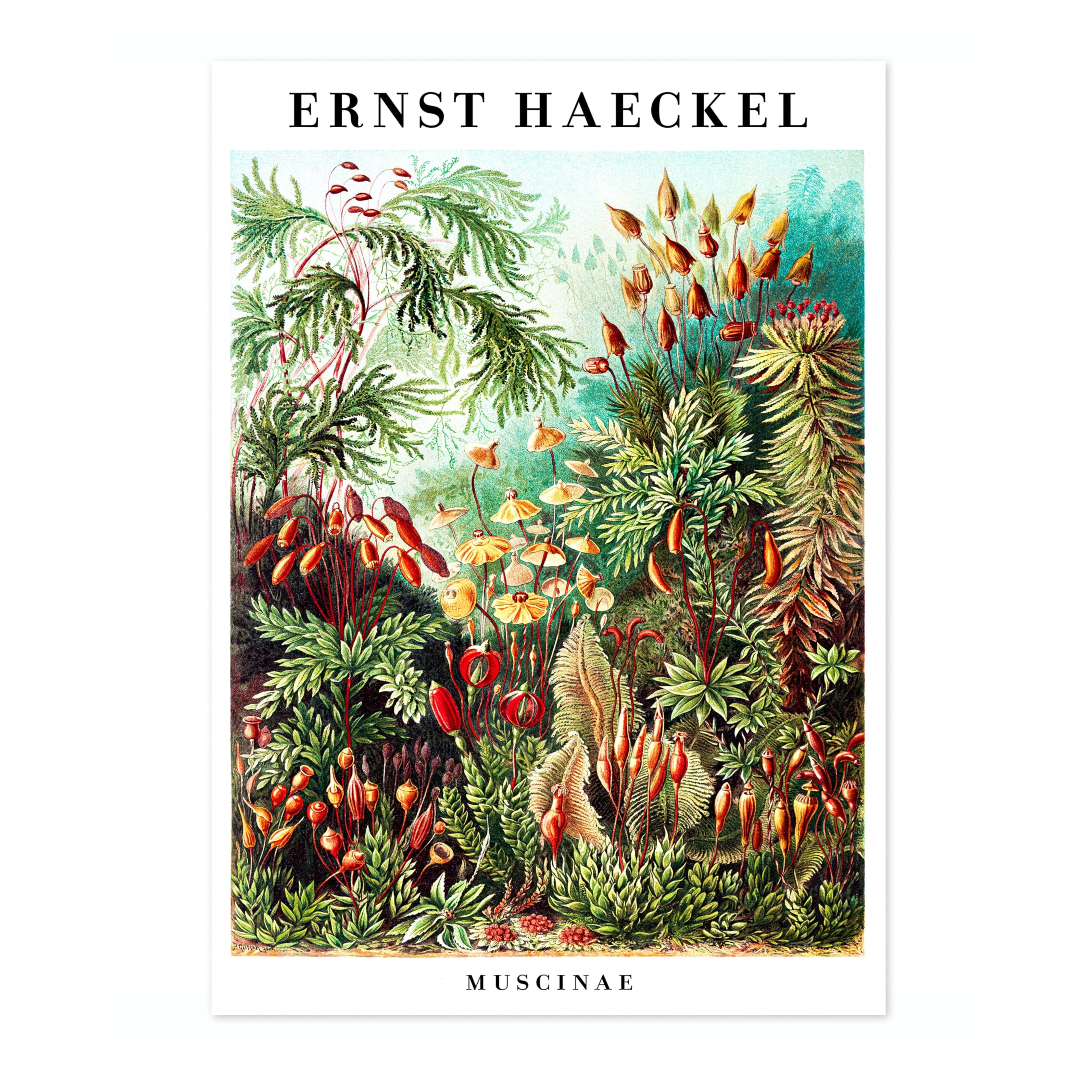 Muscinae Poster, Vintage Botanical Art Prints, Retro Encyclopedia Illustration Wall Art Plants Botany Pictures, Bedroom Living Room Home Decor, A4 (Print Only) - 29.7x21cm โ image 1