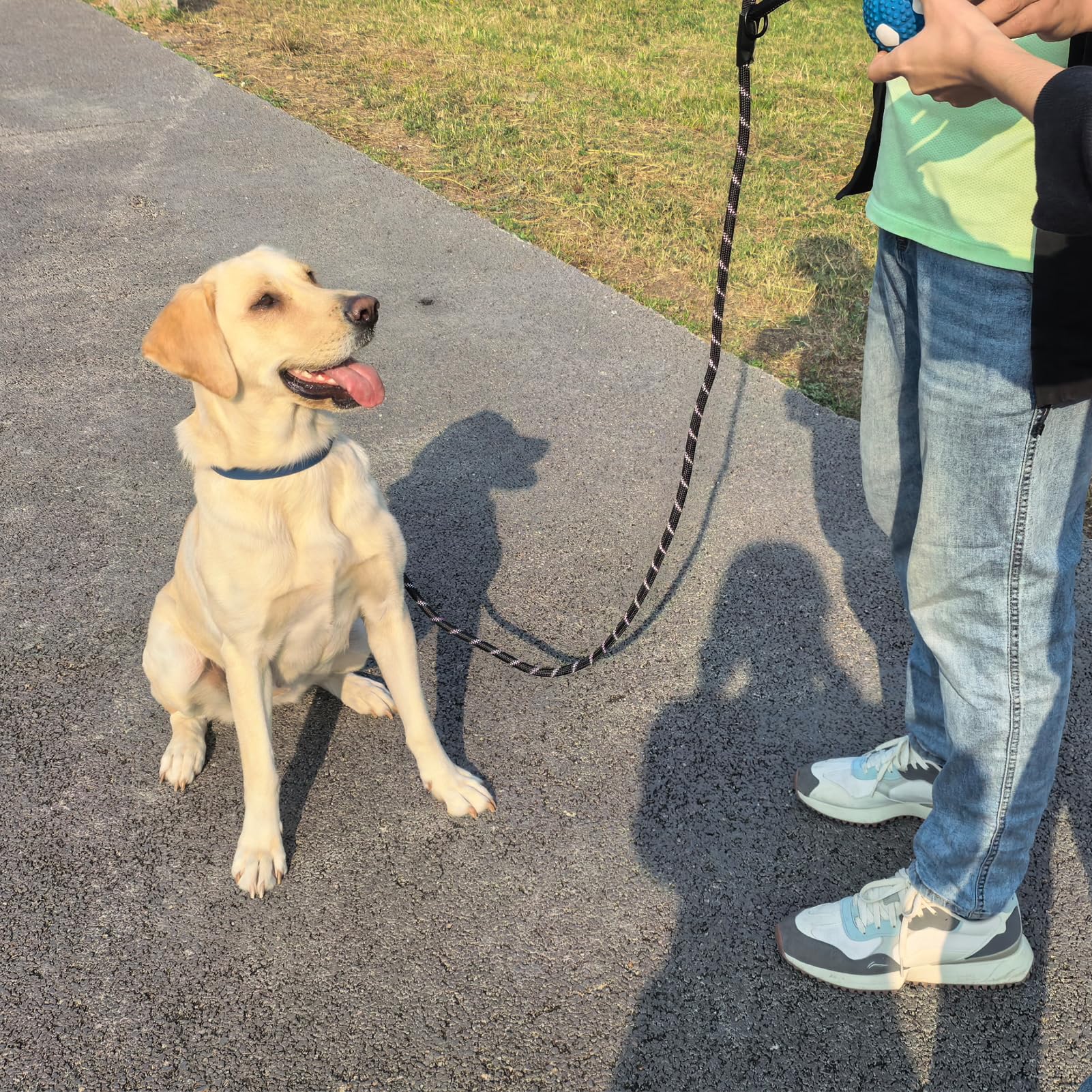Zaler Correa resistente para perro con mosquetón, correa de nailon para mascotas para perros grandes y medianos (6 pies, azul verde)