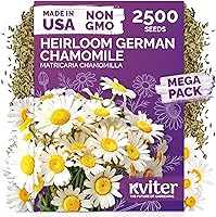 Vista 12 de KVITER 25 semillas de algodón blanco para plantar (Gossypium hirsutum) – Planta de algodón real, semillas de algodón para cultivo, semillas