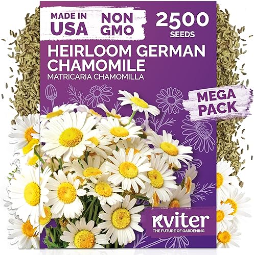 Miniatura 10 de KVITER 7000 semillas de milenrama roja (Achillea Millefolium Rubra) - Semillas de flores perennes para plantar en el exterior, reliquia y orgánicas