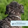 Collar PetArmor Extend para prevención y tratamiento de pulgas y garrapatas para perros pequeños hasta 18 lb, 8 meses de protección, inodoro y no graso, 1 unidad 3