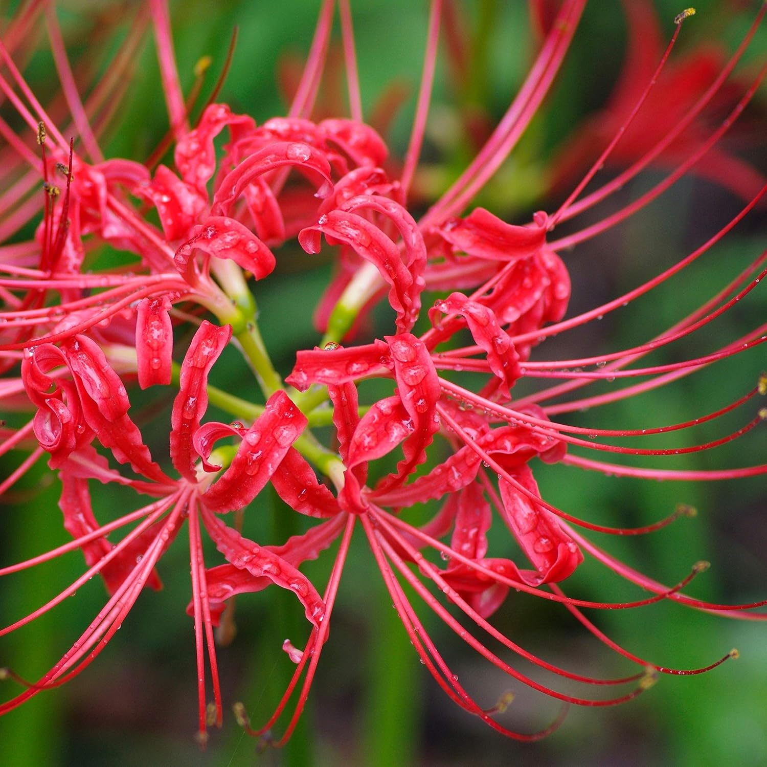 Amazon Com Red Lycoris Red Radiata Hardy Red Surprise Lily Blooms 3 個大型蜘蛛百合燈泡用於種植 10 公分以上的燈泡 從容易成長的tm 出貨 露臺 草皮與花園
