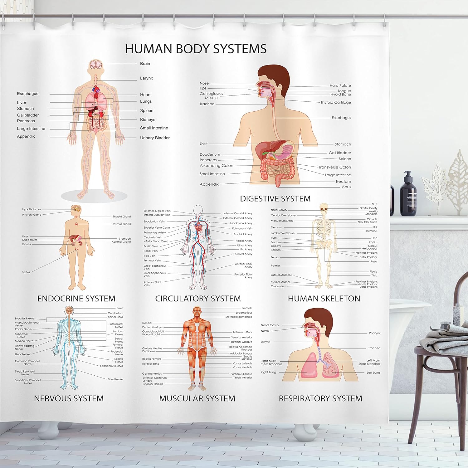 Ambesonne Human Anatomy Shower Curtain, Complete Chart Different Organ Body Structures Cell Life Illustration, Cloth Fabric Bathroom Decor Set with Hooks, 69" W x 75" L, White
