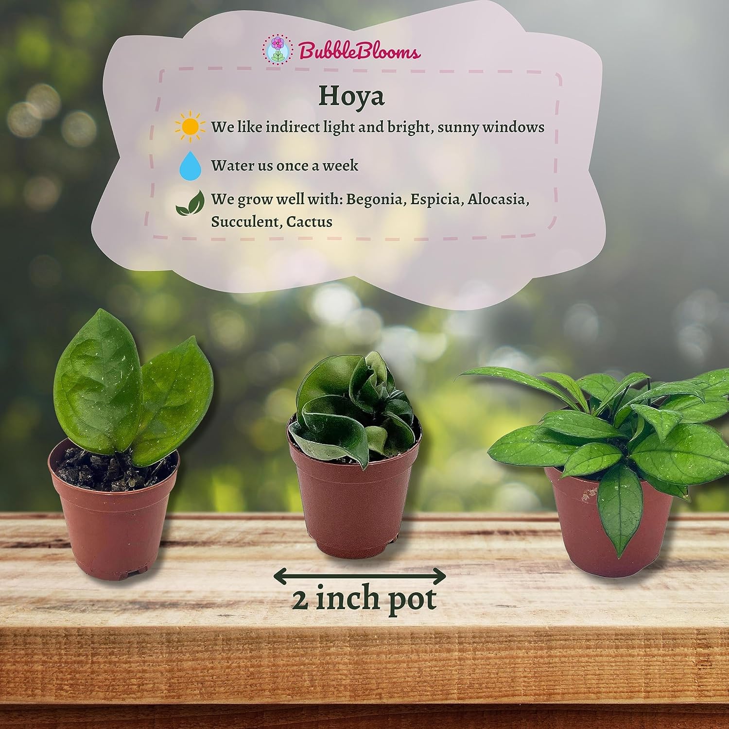 BubbleBlooms Hoya Variety Assortment Plant Set, Premium Set, Variegated Wayetii, Curtisii, Macrophylla, Linearis and More in 2 inch pots