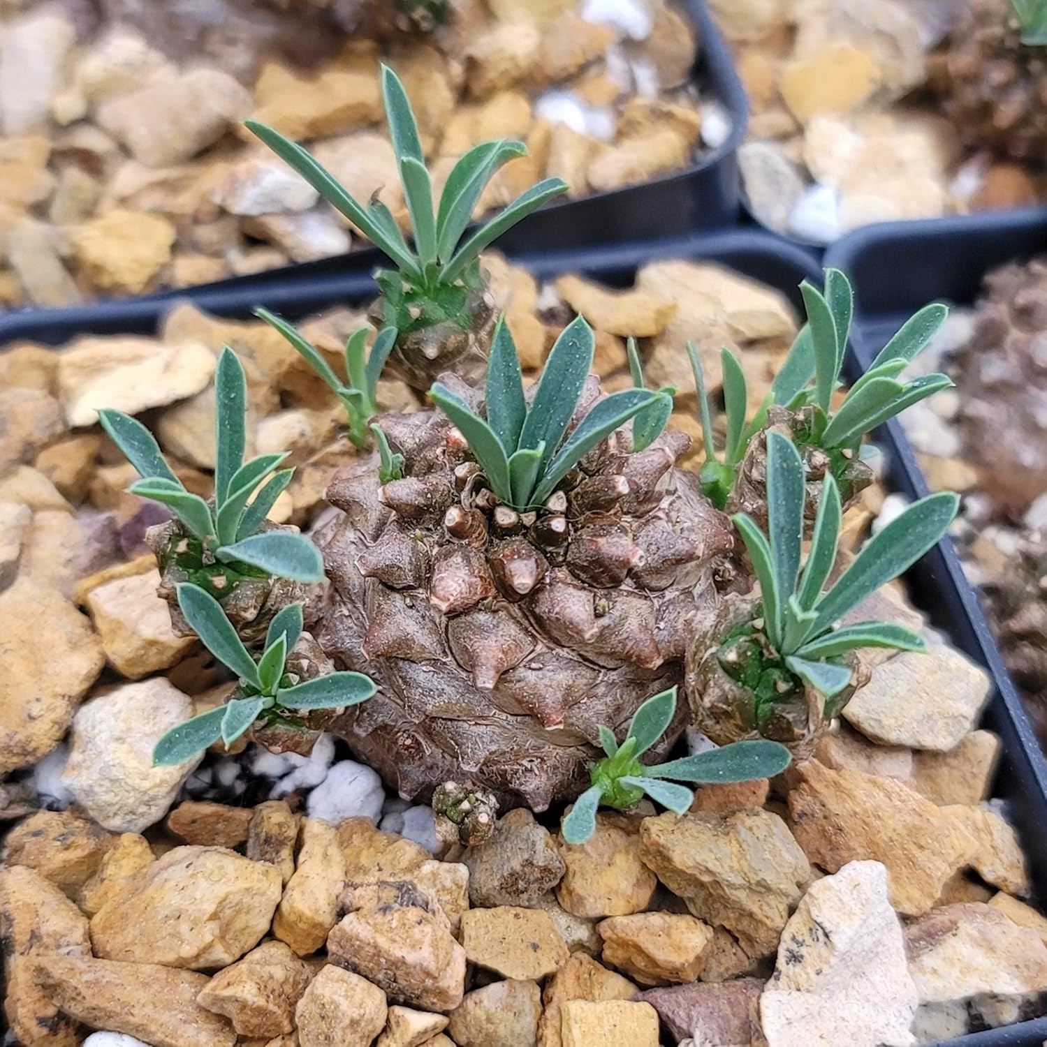 Euphorbia Japonica Cacti Cactus Succulent Real Live Plant