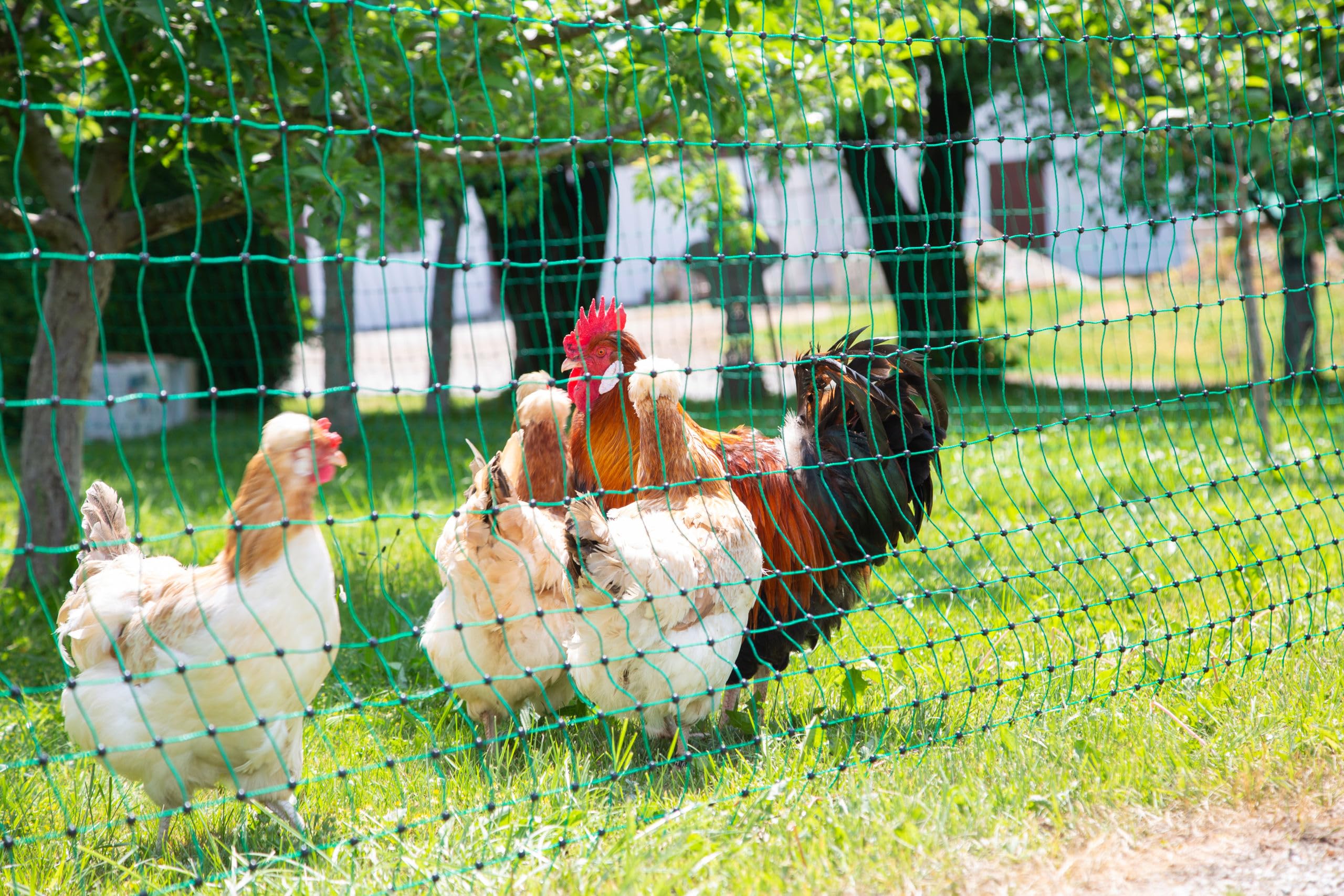 Kerbl Hobbyfarming PoultryNet, 106cm, 15m, Red para Aves de Corral, Cerca eléctrica, electrificable, Doble púa, Verde, 6 Postes, para Pollos, Gansos y Pavos, garantía de 3 años de Estabilidad UV
