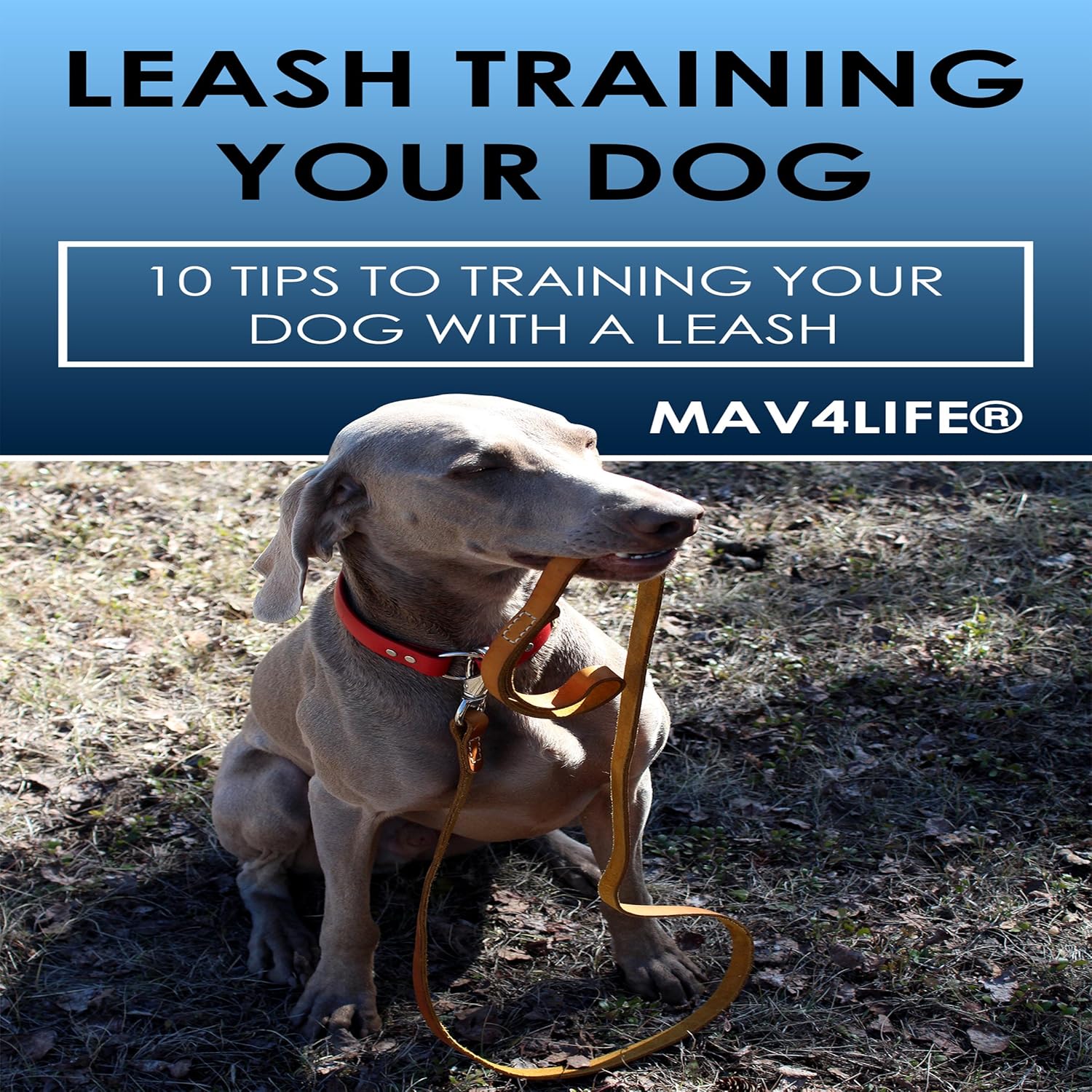 Leash Training Your Dog: 10 Tips to Training Your Dog with a Leash