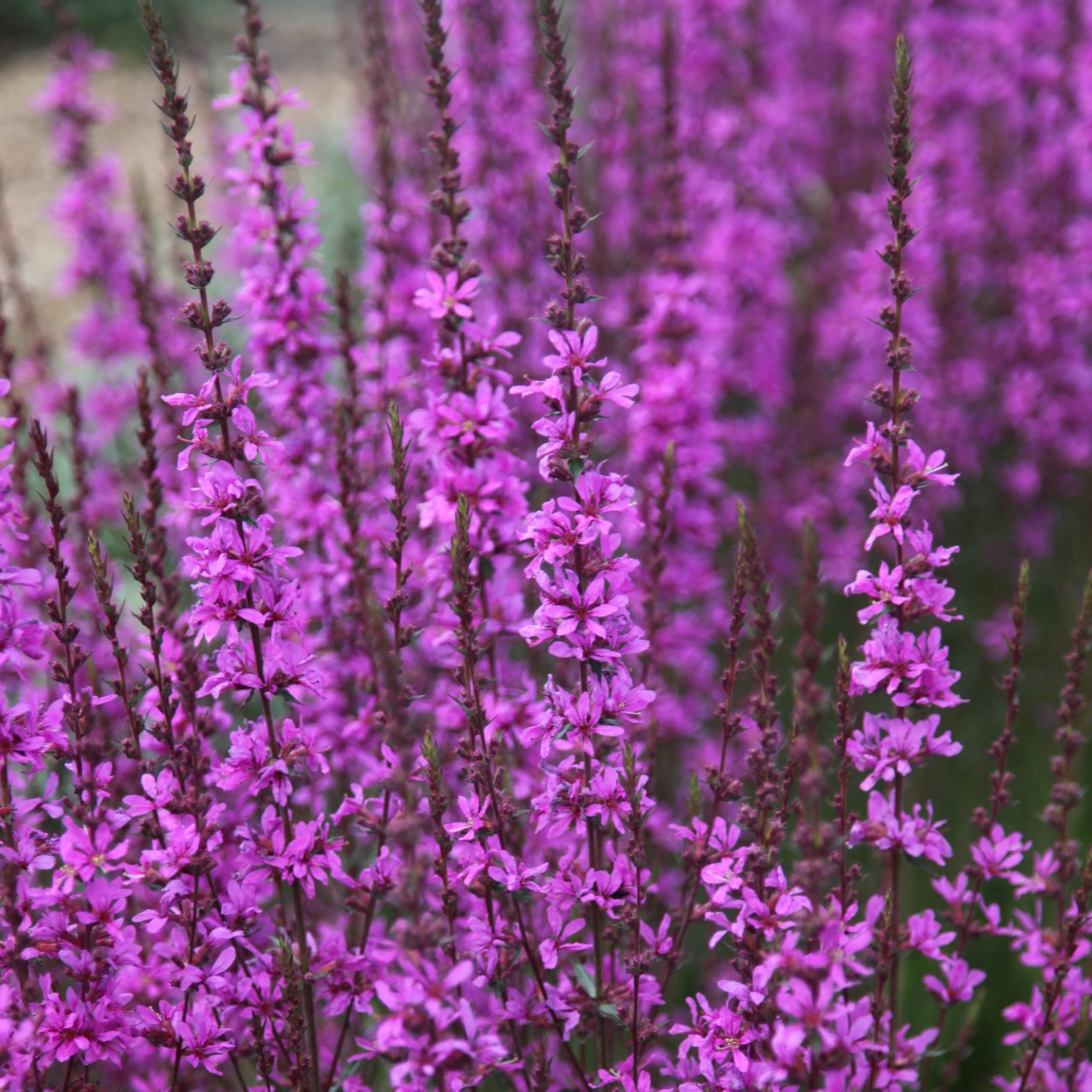 Plant Theory 9cm Pot Lythrum Virgatum Dropmore Purple Loosestrife Perennial