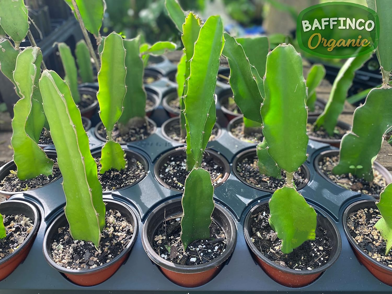 7” White Dragon Fruit Plant White Flesh Pitaya Edible Starter Plant Florida USA Grown by BAFFINCO ORGANIC