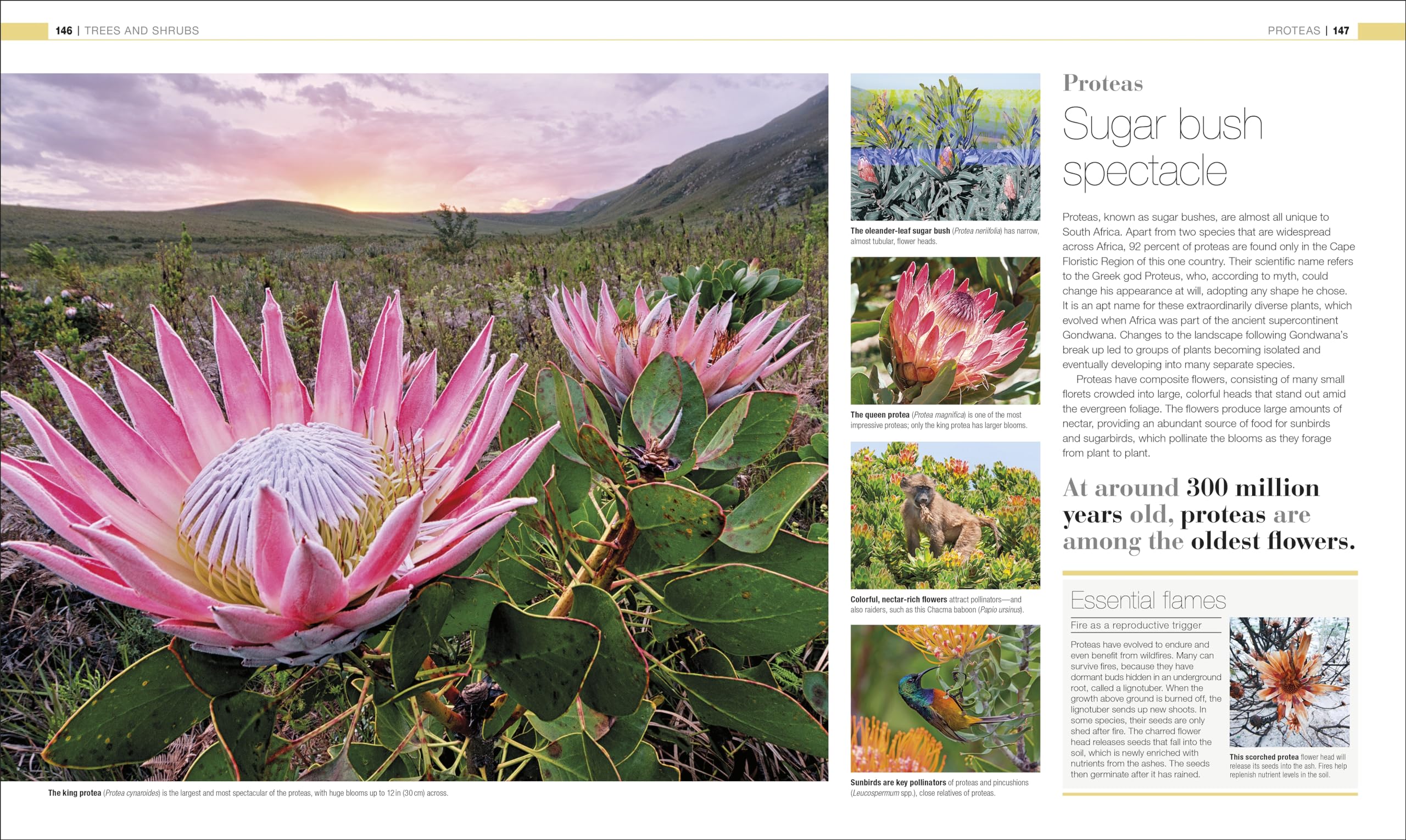 Plants and Fungi: The Definitive Visual Encyclopedia (DK Definitive Visual Encyclopedias) - Image 6