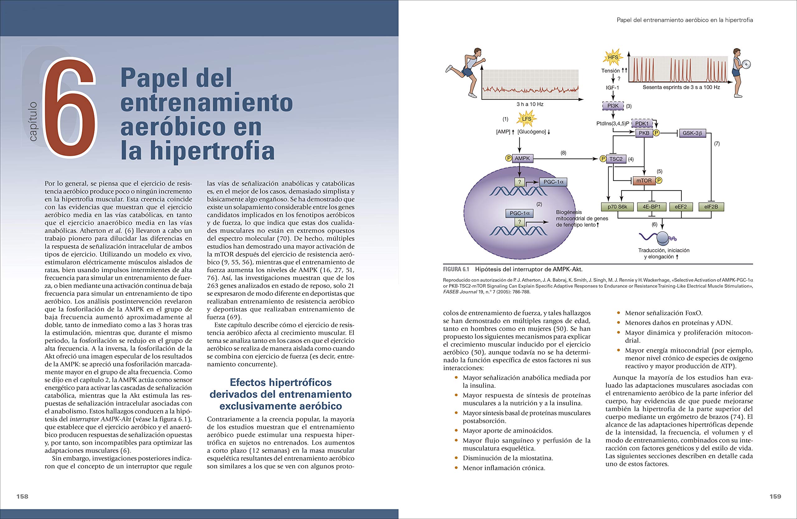 Ciencia y desarrollo de la hipertrofia muscular. Nueva edición ampliada y actualizada (SIN COLECCION)
