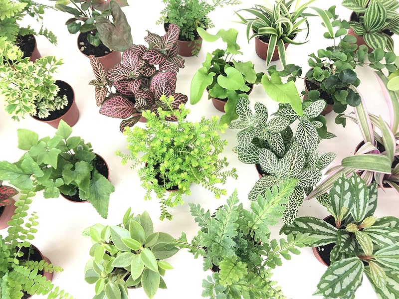Plantas Mini para Terrário de Alta Umidade Optiflora, Variedades Sortidas, 6 Unidades