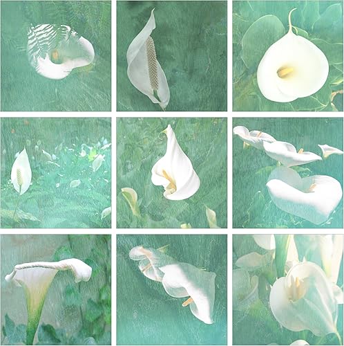 The Stupell Home Décor Collection - Juego de 9 piezas de arte de pared de lirios de Cala verde primavera