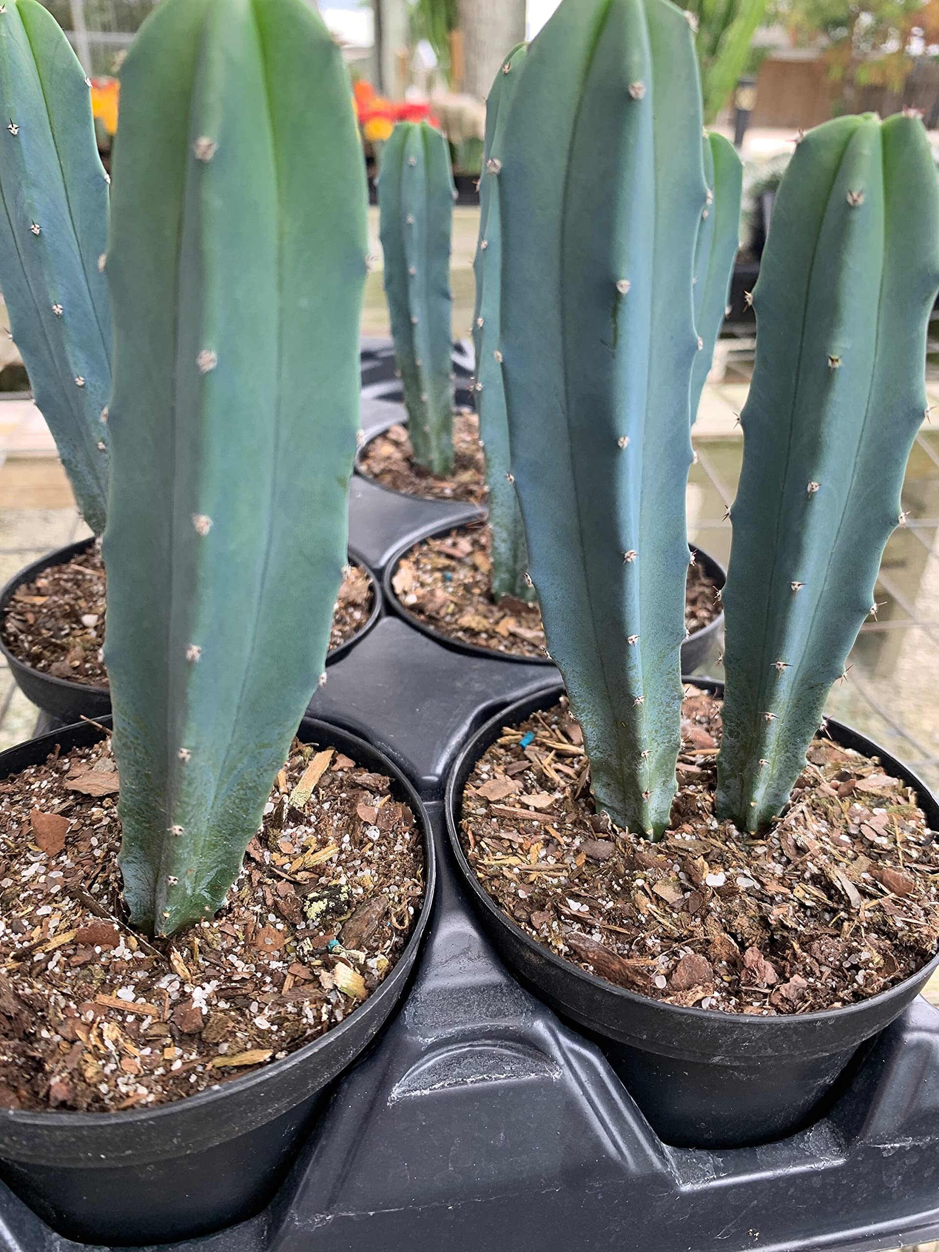 Myrtillocactus Geometrizans 