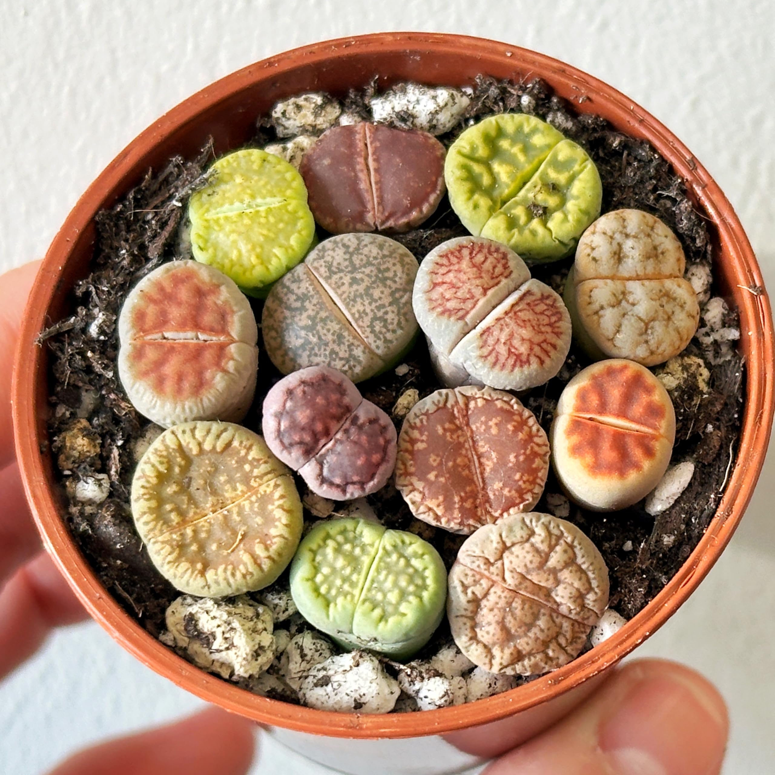 9-12pcs Lithops in 5cm Pot, Living Stones, Sunnyplants, Rare Lithops, Mini Plants, Mini Succulents, Cute Plants