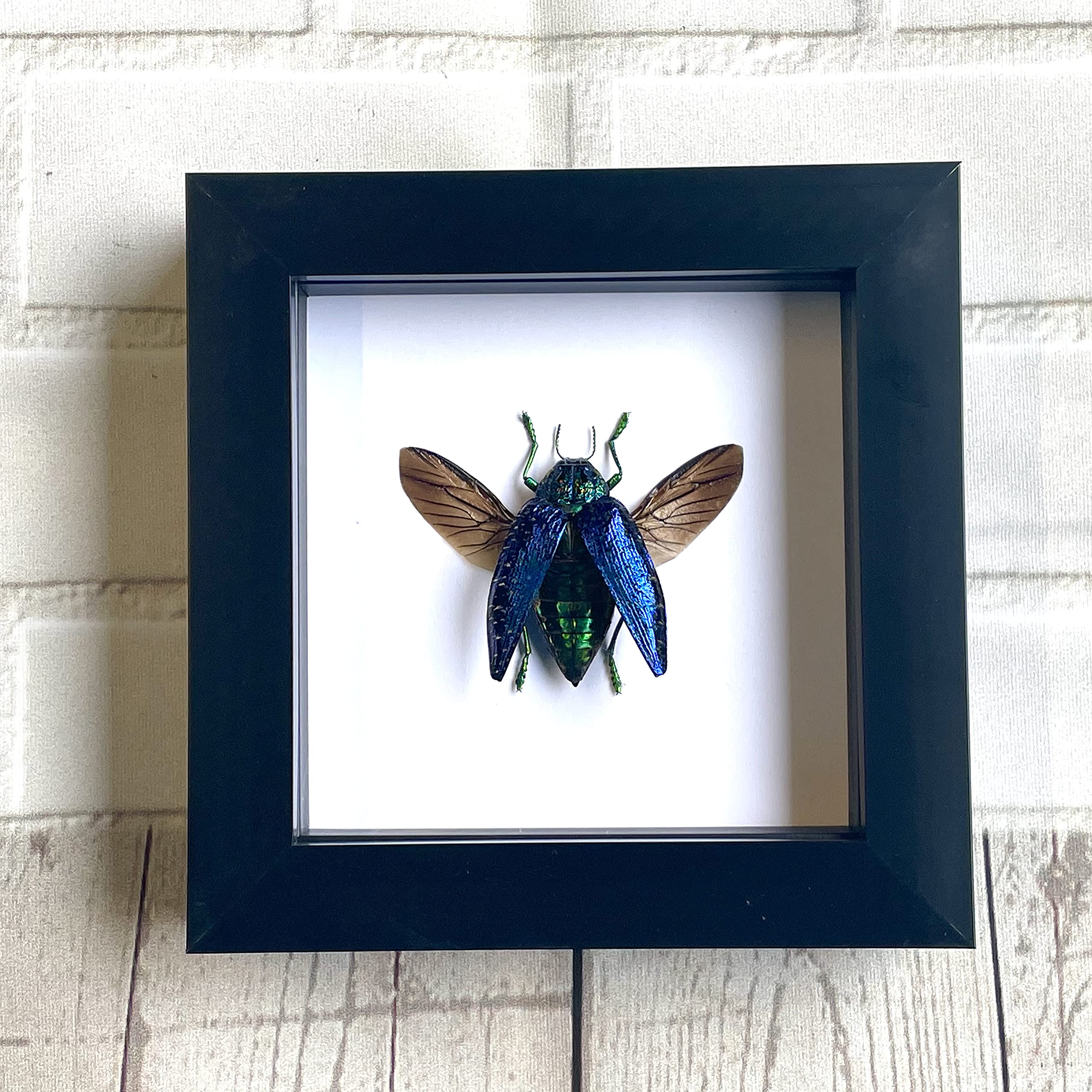 Blue Jewel Beetle (Polybothris sumptuosa) Insect | Deep Shadow Box Display | Genuine Specimen | Frame Size 15 x 15cm