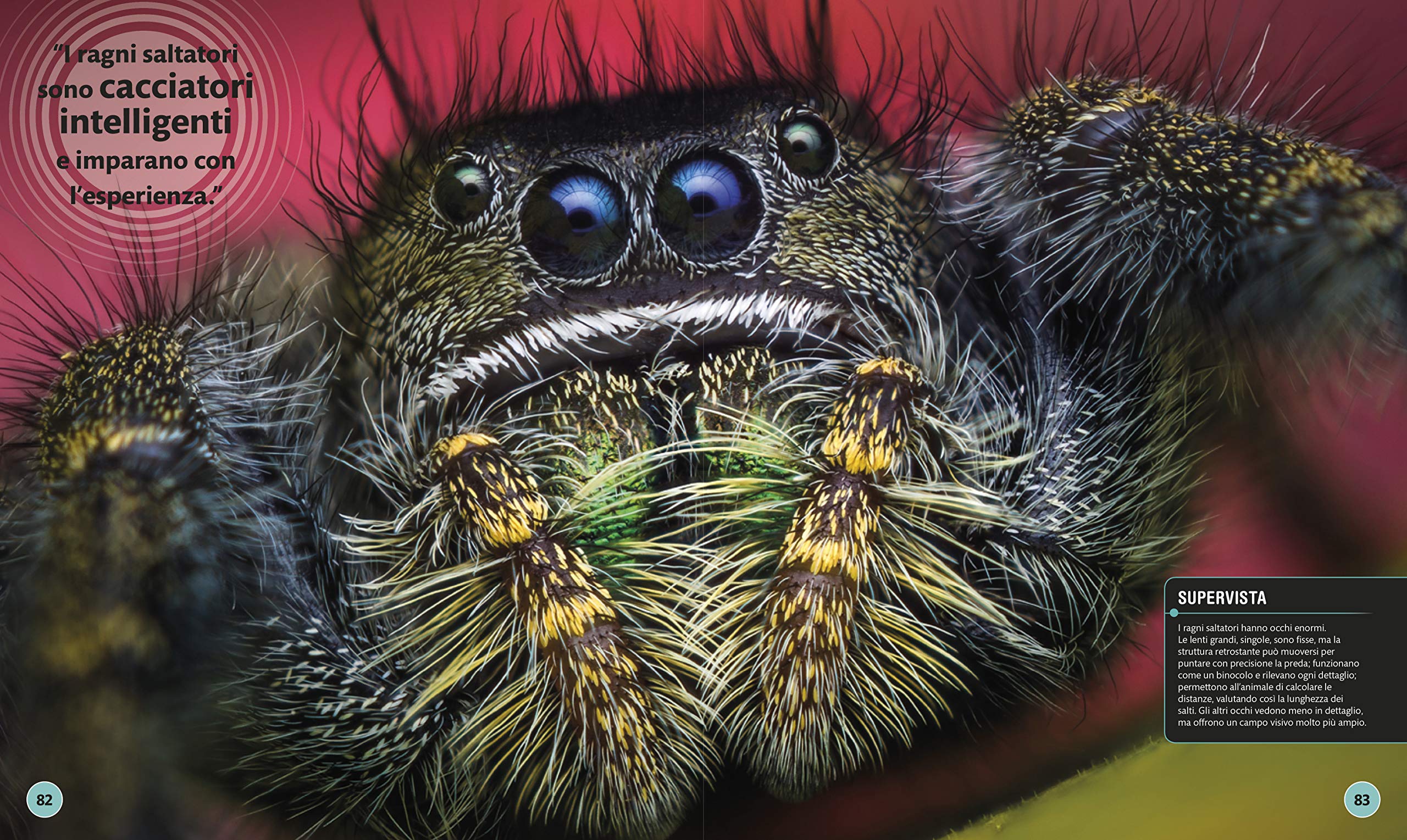 Superinsetti. Ediz. a colori