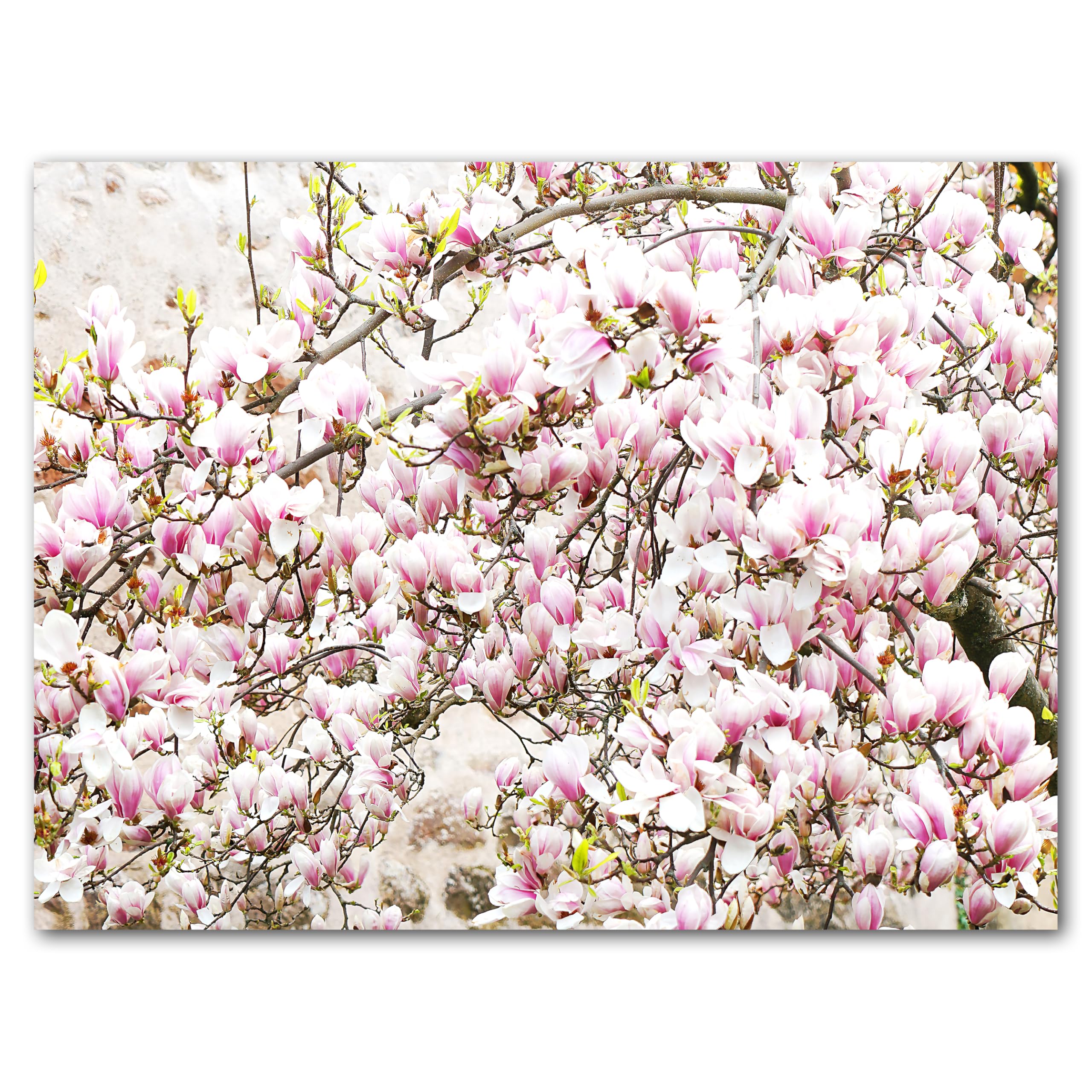Glücksvilla - Albero di magnolia (tela 2 cm, 60 x 40 cm) | varie misure - quadro murale orizzontale - giardino fiori fioritura pianta natura botanica albero ramo