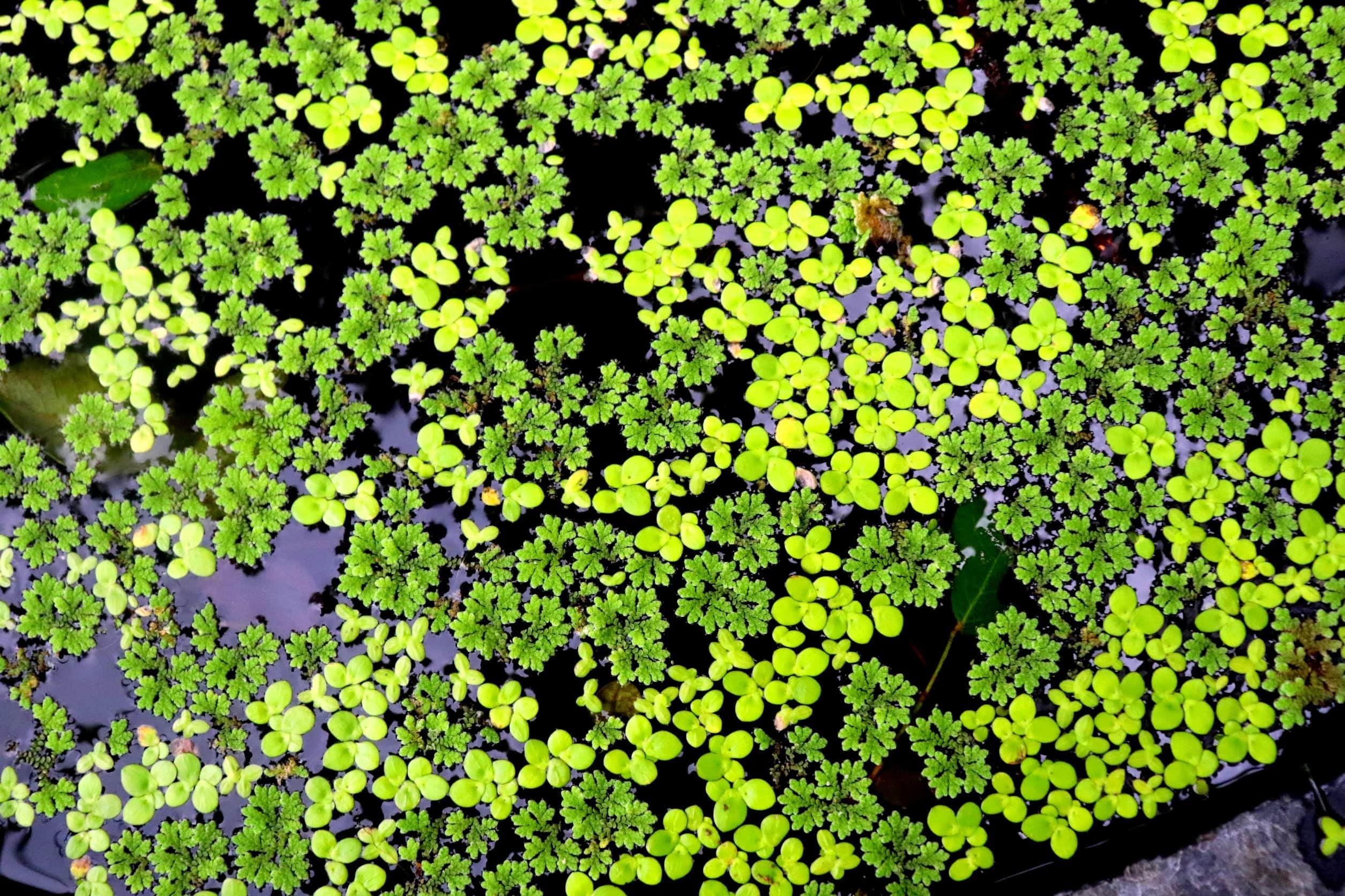 Duckweed plants live, Live plant for duckweeds, Plants for live duckweed ( 1500 seeds )