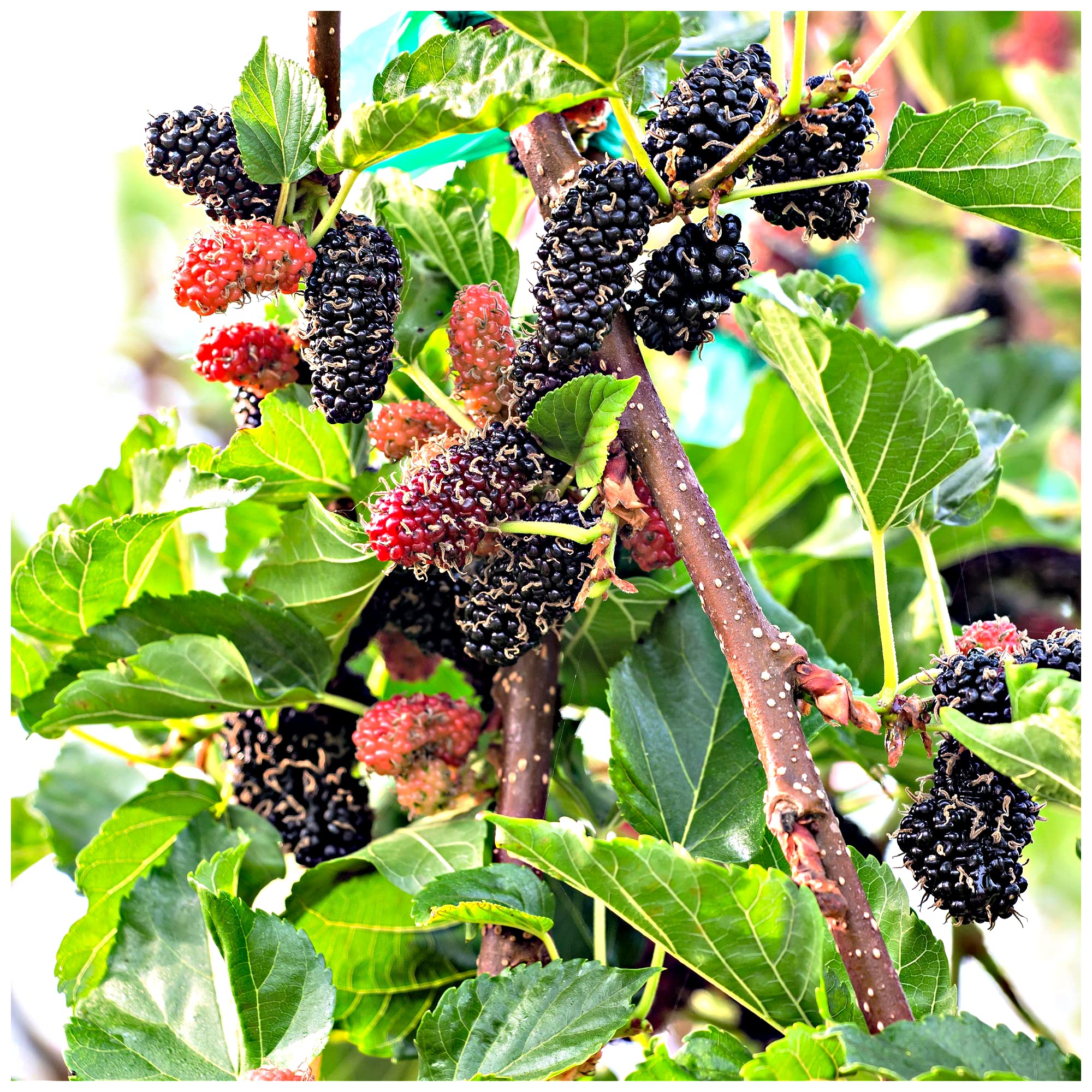 Black Mulberry Tree/Morus Nigra Plant in 2L Pot, Edible Berries 3fatpigs®