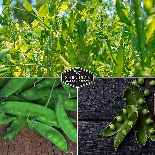 Miniatura 7 de Survival Garden Seeds Oregon Sugar Pod II Pea & Sugar Daddy - Colección de semillas de guisantes sin OMG para cultivar deliciosas verduras de clima