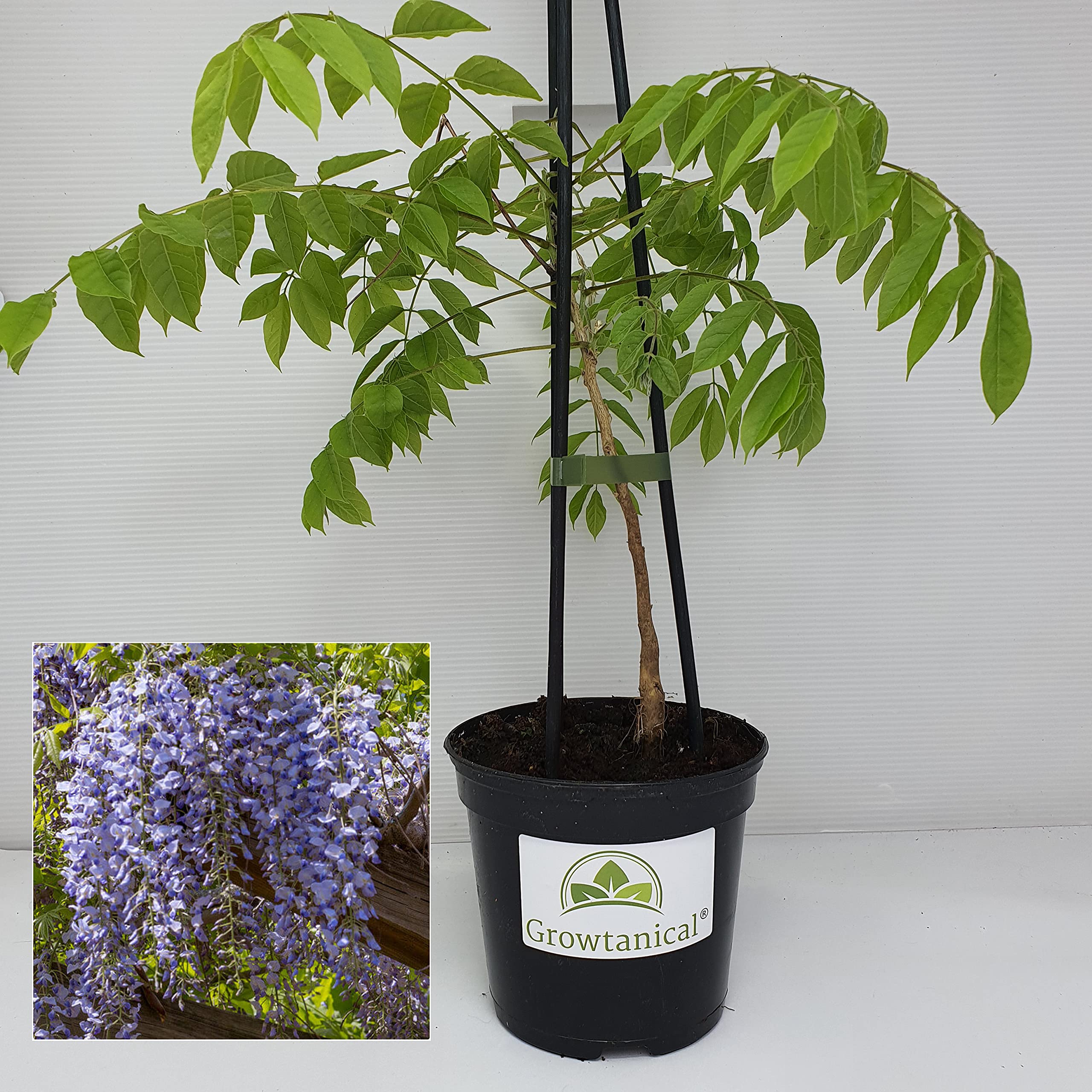 Wisteria Sinensis. Chinese Wisteria Plant in 1 Litre Pot by Growtanical