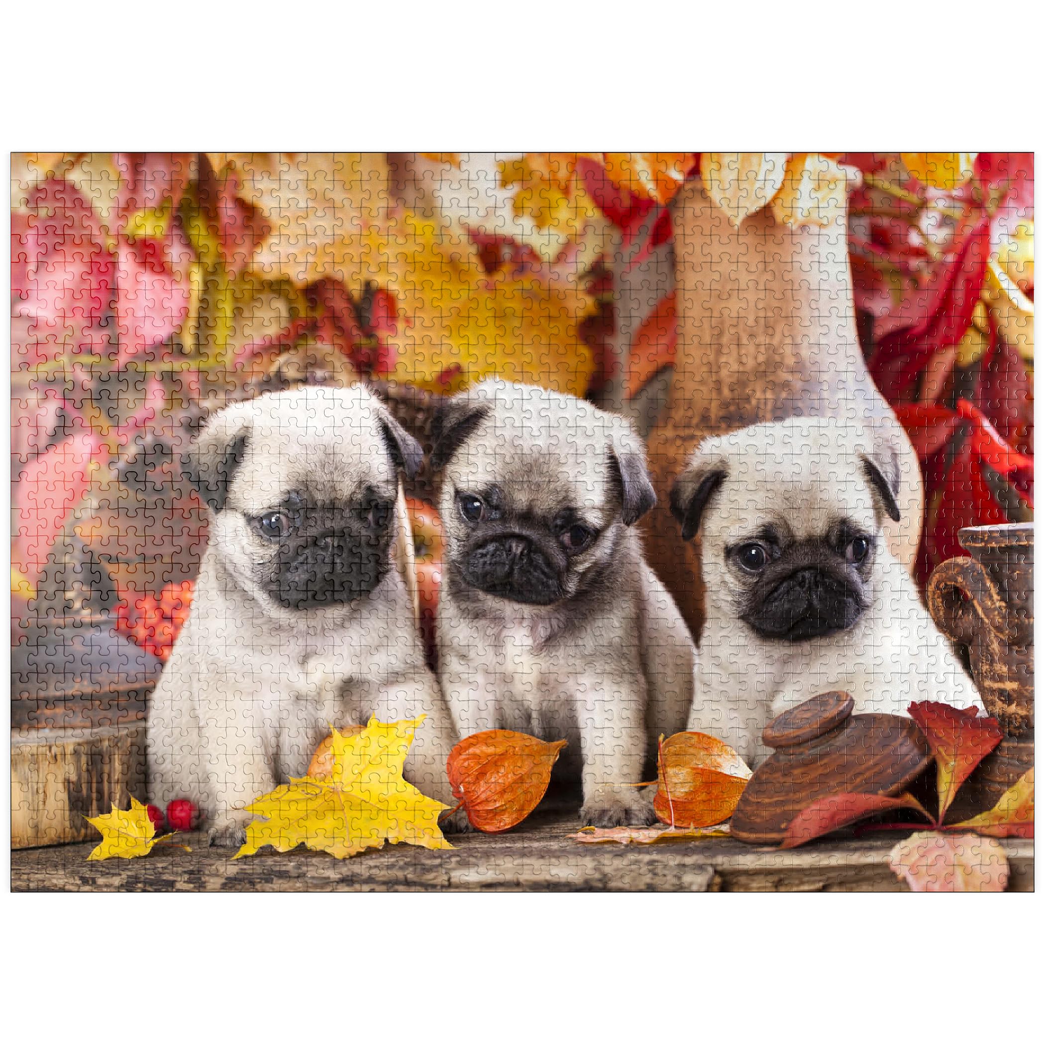 Amazon.com: MyPuzzle Pug Puppies - Premium 1000 Piece Jigsaw