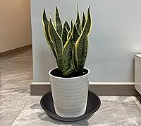 Vista 6 de 5 Packs Plant Saucer Pot Tray 6 8 10 12 14 16 19 20 Inch Plastic Flower Planter Saucers and Drip Trays for Indoors Outdoors, Heavy Durable Plant