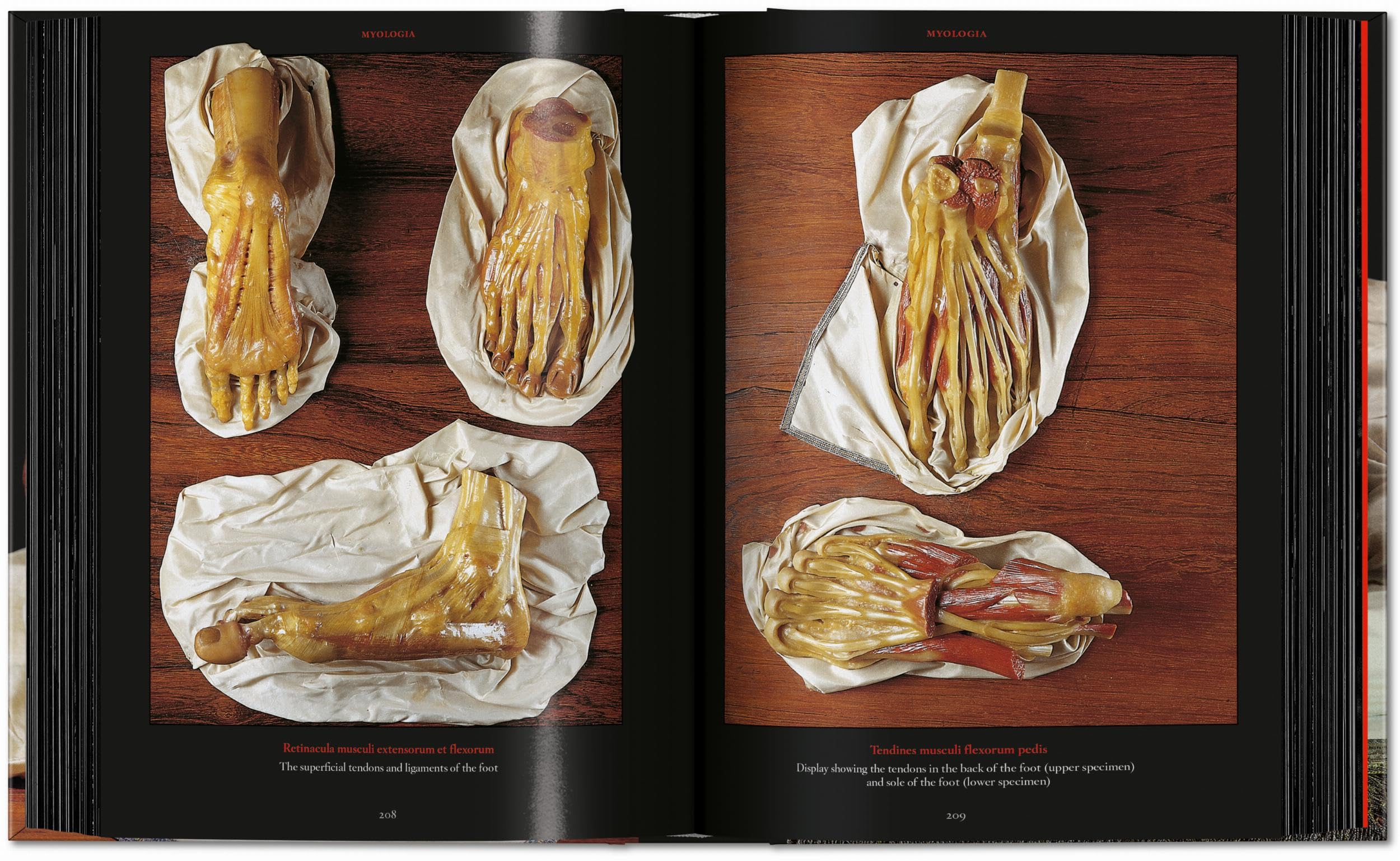Anatomical Waxes. 45th Ed. (45th Edition)