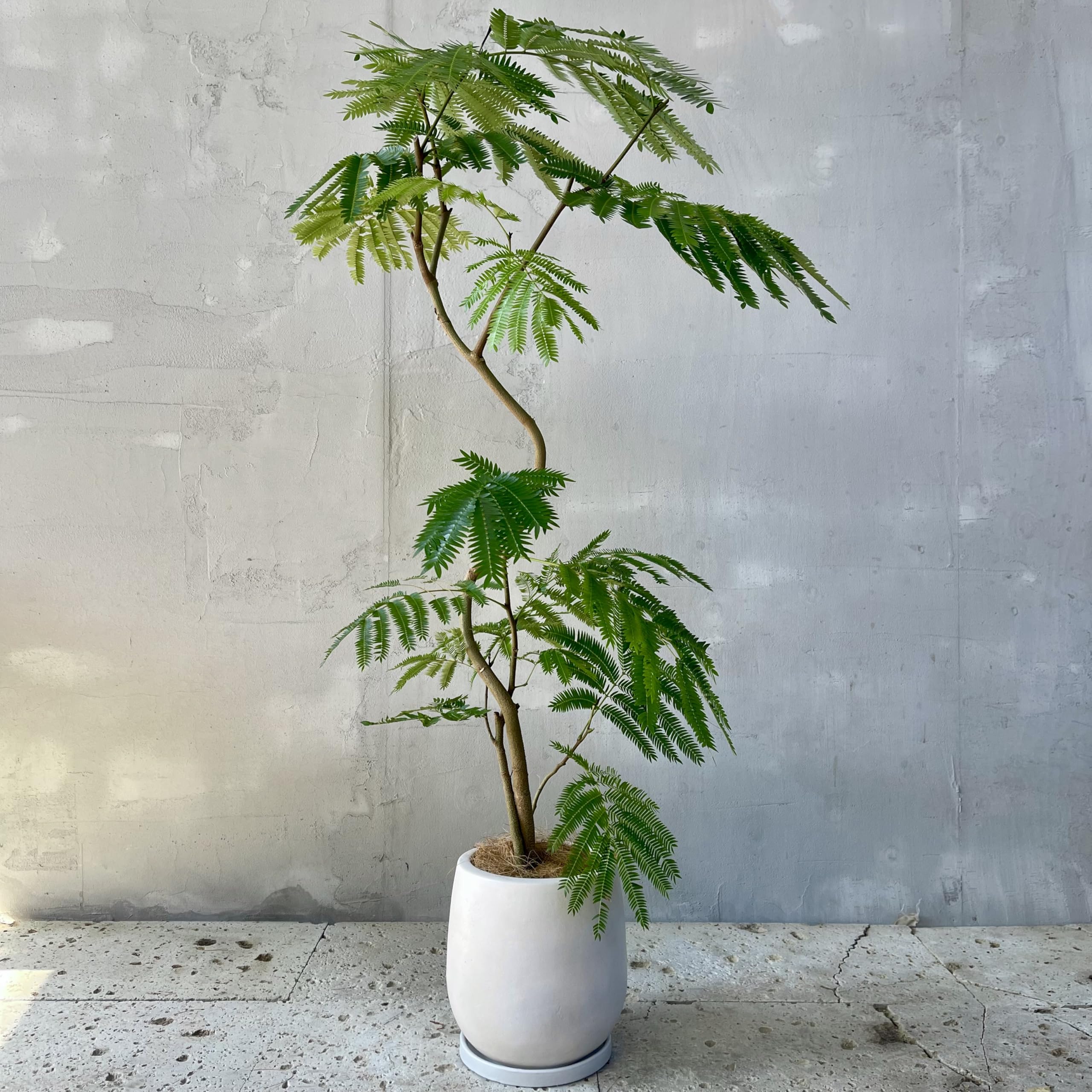 Amazon|SUZUHA エバーフレッシュ 観葉植物 本物 曲がり仕立て 7号 Amazon|SUZUHA エバーフレッシュ 観葉植物 本物 曲がり仕立て 7号