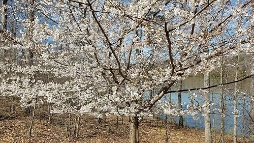 Miniatura 4 de 8 esquejes de cerezos dulces rojos Stella, esquejes de árboles frutales sin raíces - Plant Live
