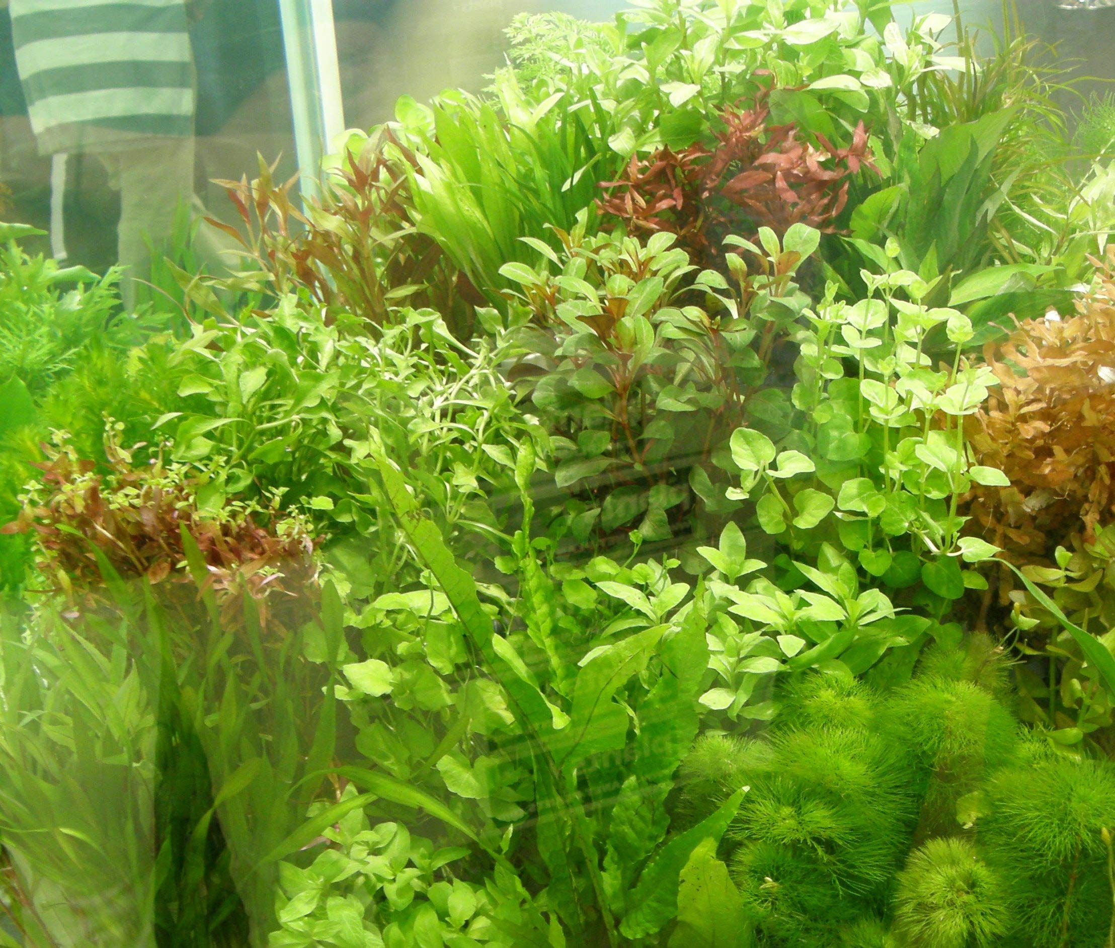 Set XXL composto da 150 piante acquatiche, fertilizzante, condizionatore