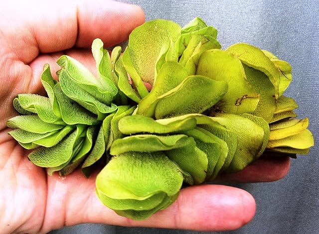 Salvinia Natans Water Butterfly Wings Live Floating Plants