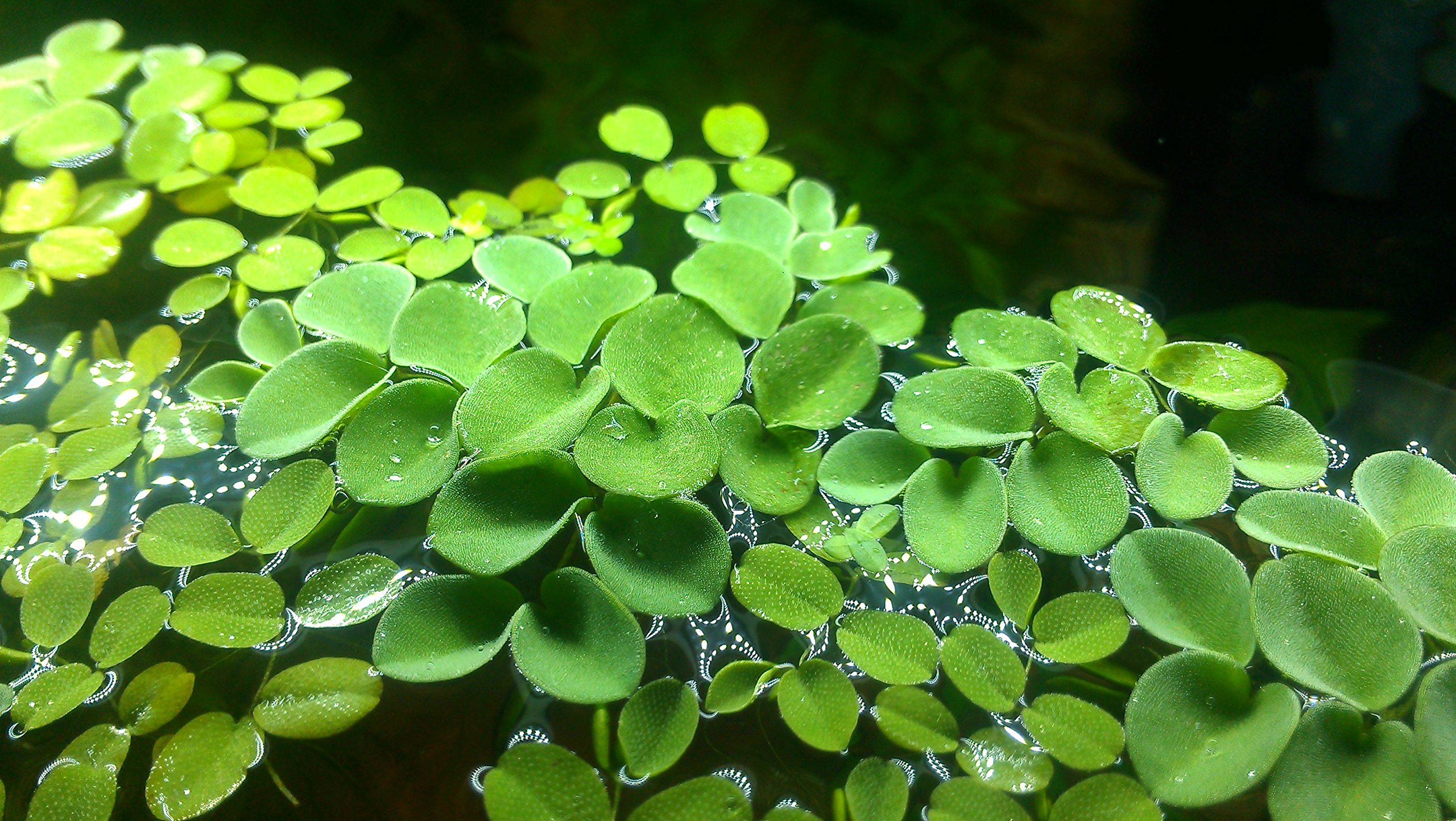 Salvinia auriculata / Salvinia natans - Porzione da 10 Piante flottanti vive per Acquario - pianta vivente per acquario