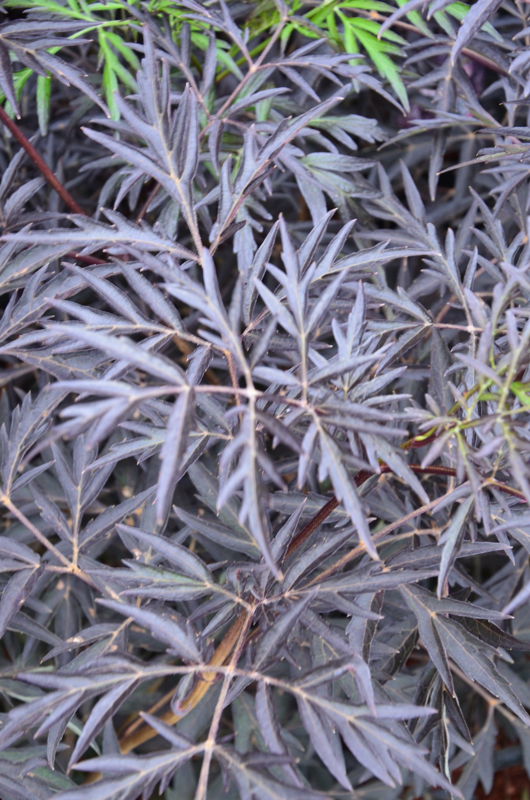 Holunder Sambucus nigra Black Lace czarny Lace 80-100 cm wysokości w 5-litrowym pojemniku na rośliny