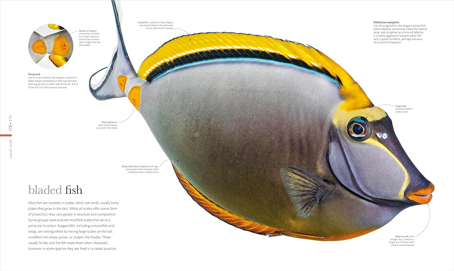 The Science of the Ocean: The Secrets of the Seas Revealed (DK Secret World Encyclopedias) 9 91NQuZeT3JL. SL1500