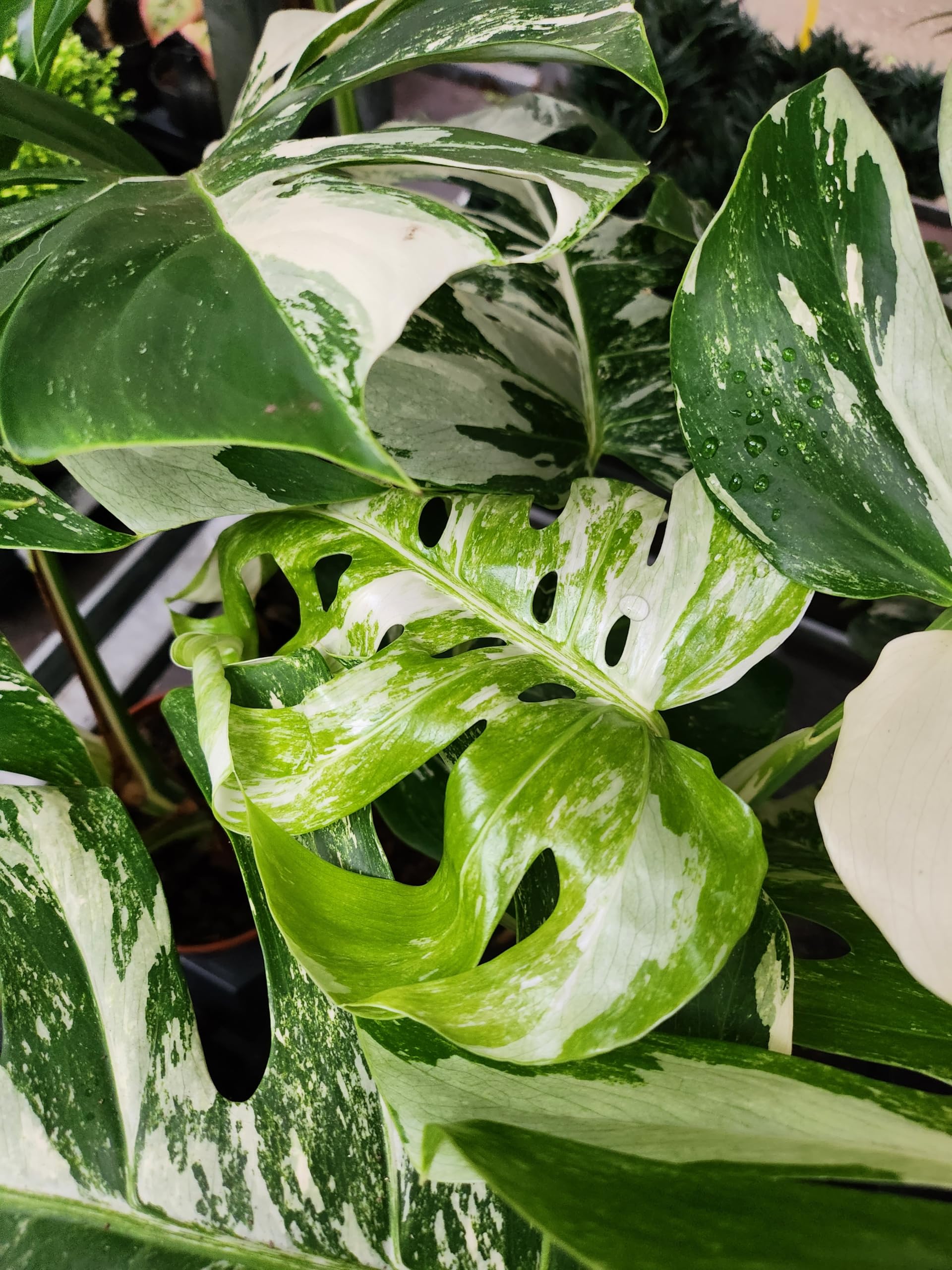 POWERS TO FLOWERS - PHYLODENDRON PERTUSUM, MONSTERA DELICIOSA ALBO VARIGATA, IN VASO 14CM DIAMETRO, pianta vera