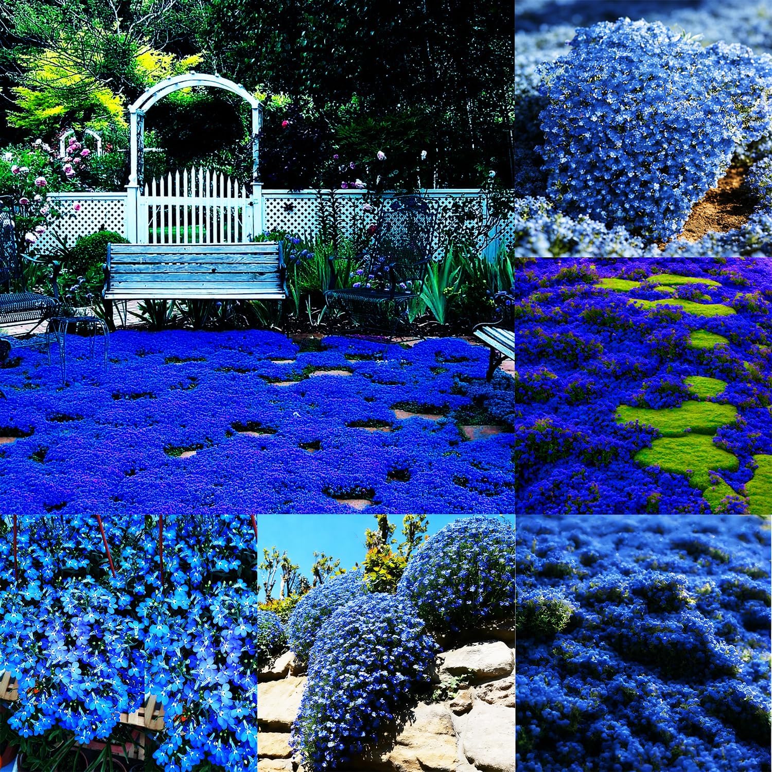 Blue Woolly Thyme Seeds,20001+ Blue Creeping Thyme Seeds Ground Cover,Drought Tolerant Path Edging Thym Seed Non GMO Heirloom Deer Resistant Gray Carpet Between Stepping Stones & Rock Garden