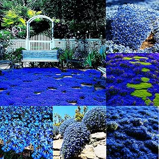 Blue Blue Creeping Thyme Seeds